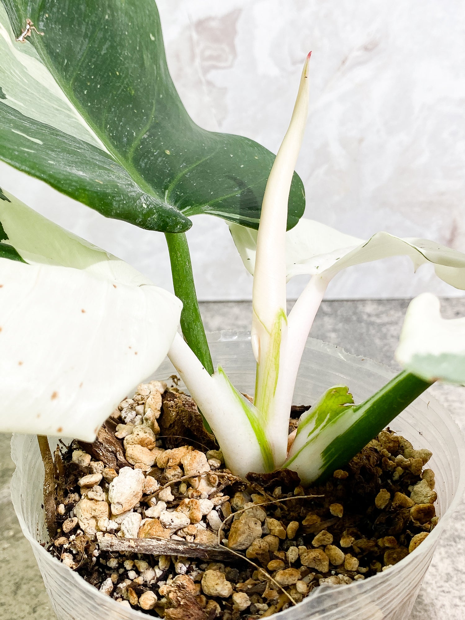 Philodendron White Wizard 4 leaves 1 sprout fully rooted