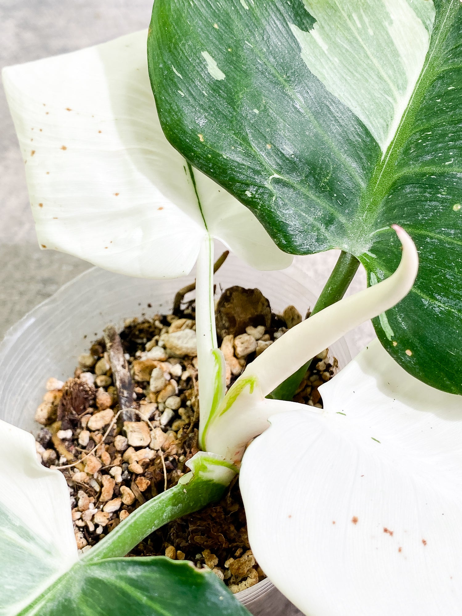 Philodendron White Wizard 4 leaves 1 sprout fully rooted