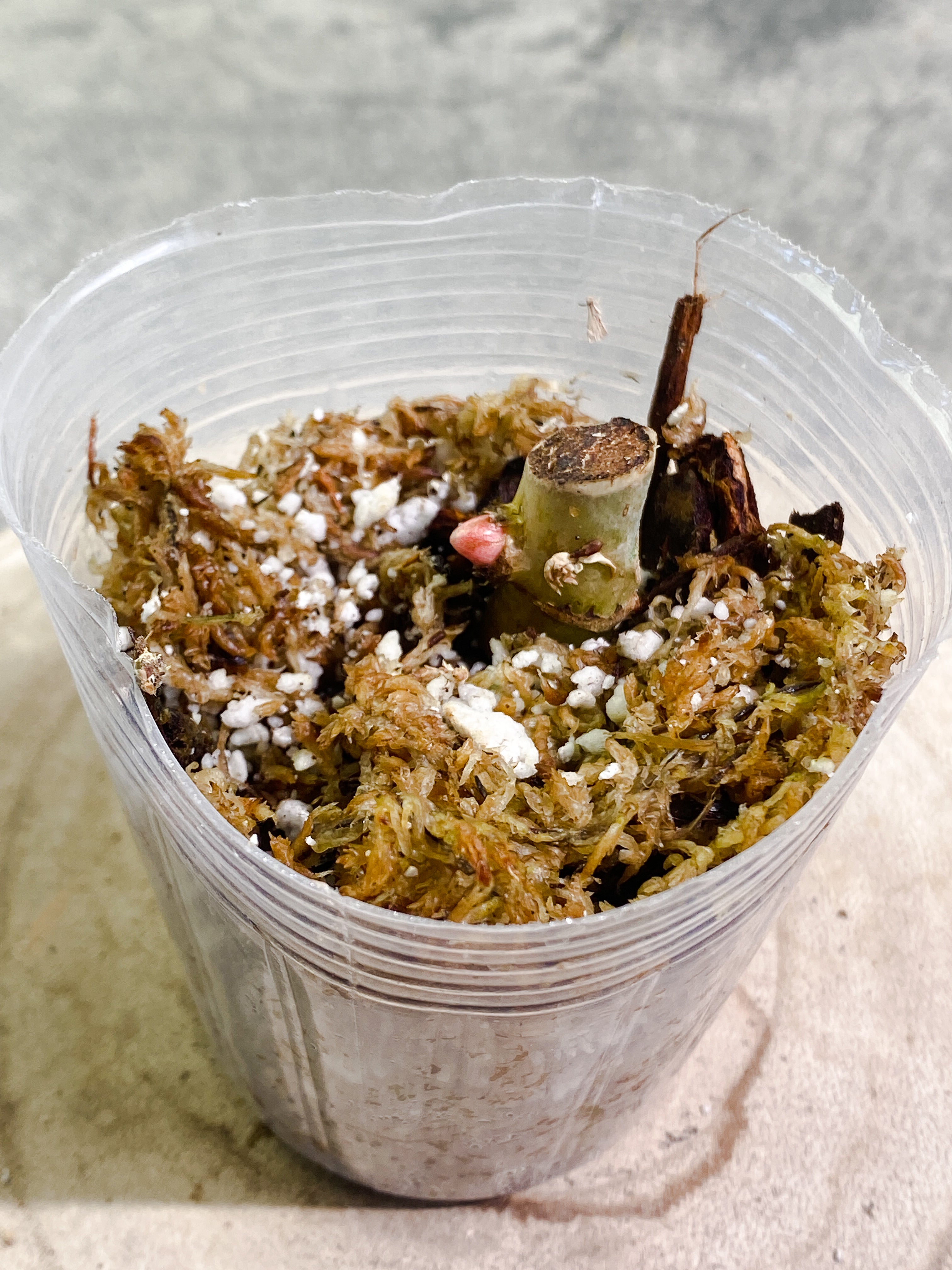 Philodendron Snow Drift node with 1 sprout rooting