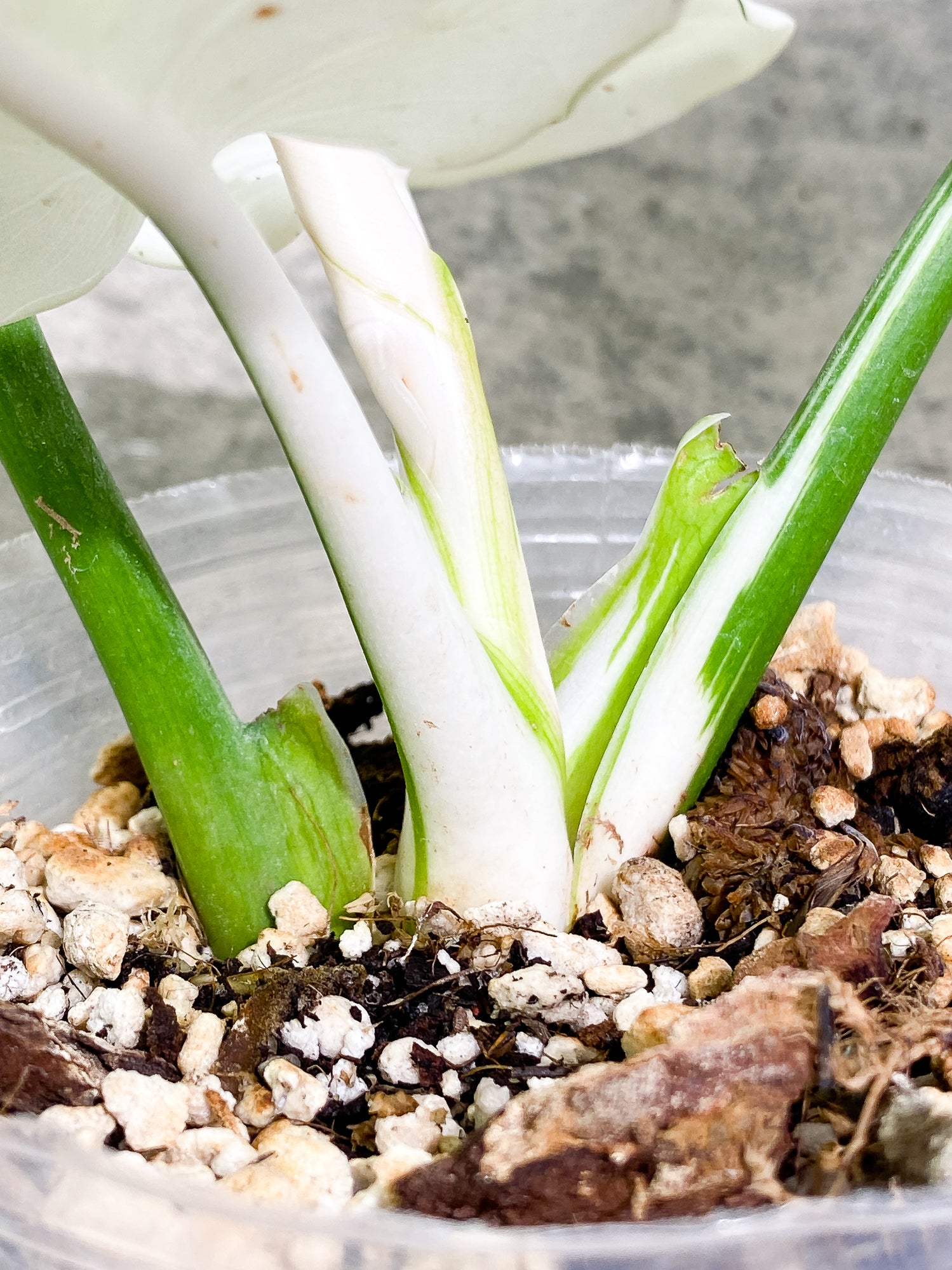 Philodendron White Wizard 4 leaves 1 sprout fully rooted