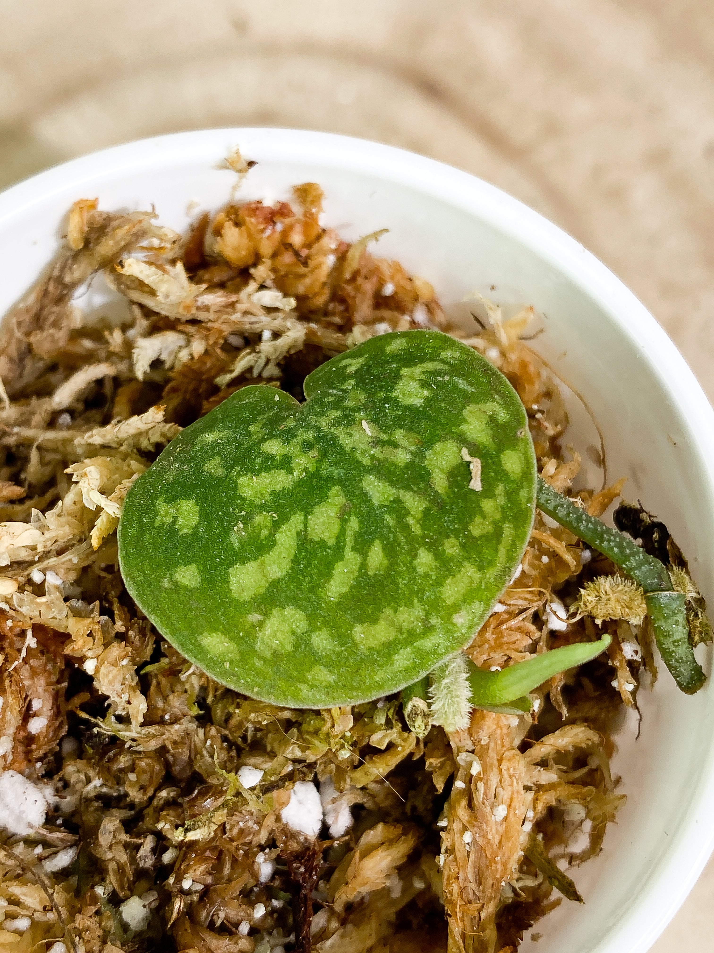 Scindapsus Snake Skin 1 leaf 1 sprout Rooted