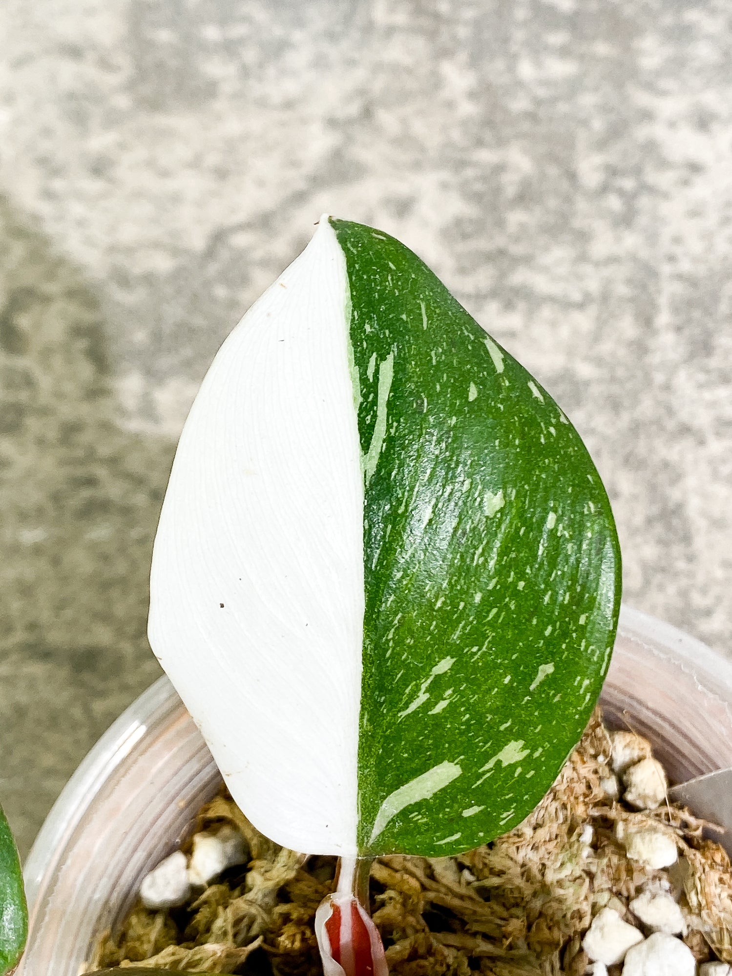 Philodendron White Wizard 4 leaves 1 sprout fully rooted