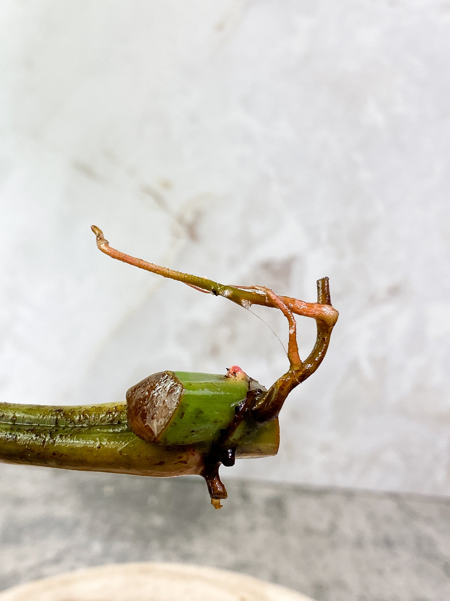 Philodendron Tortum 1 leaf 1growing bud Rooting