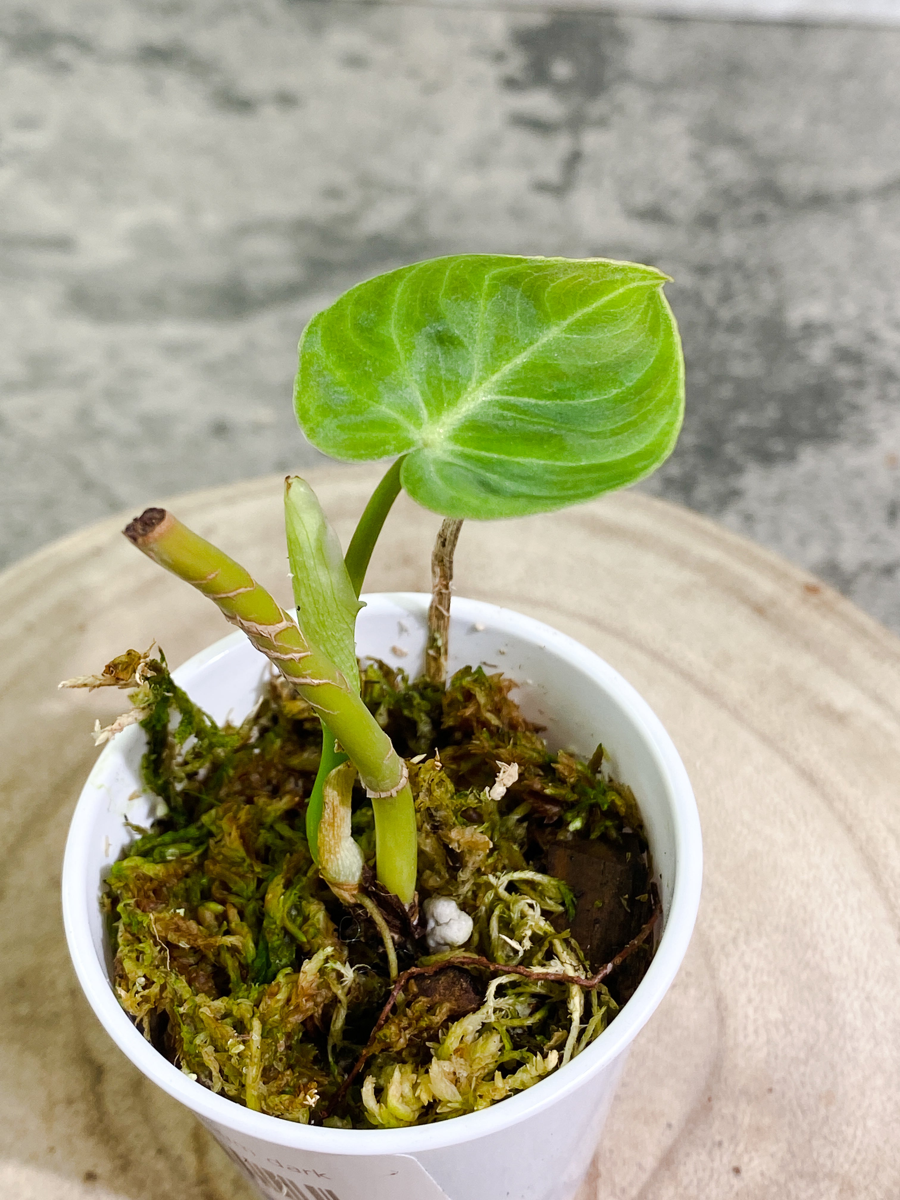 Philodendron verrucosum dark milky waycutting with 1 leaf slightly rooted