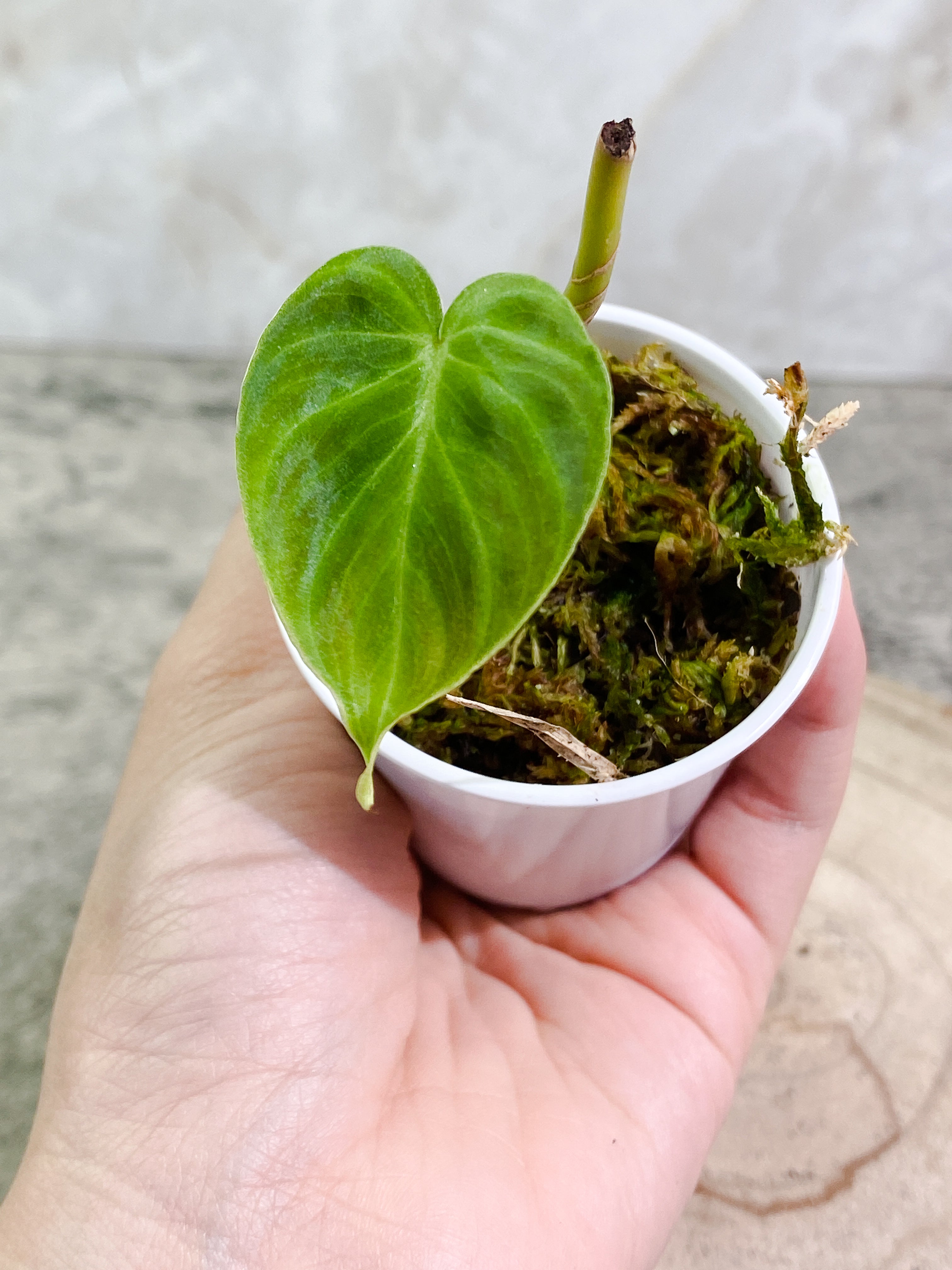 Philodendron verrucosum dark milky waycutting with 1 leaf slightly rooted