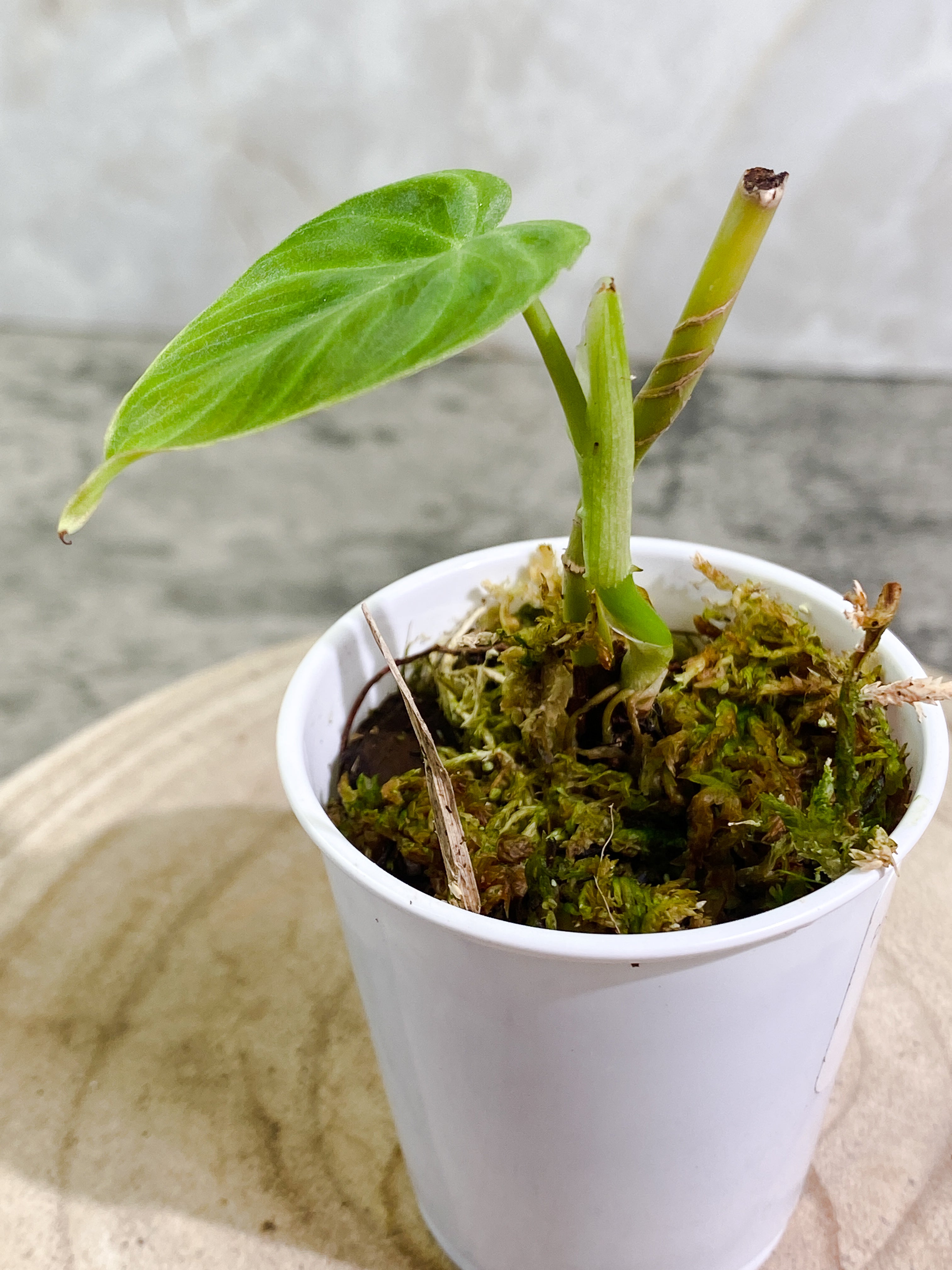 Philodendron verrucosum dark milky waycutting with 1 leaf slightly rooted