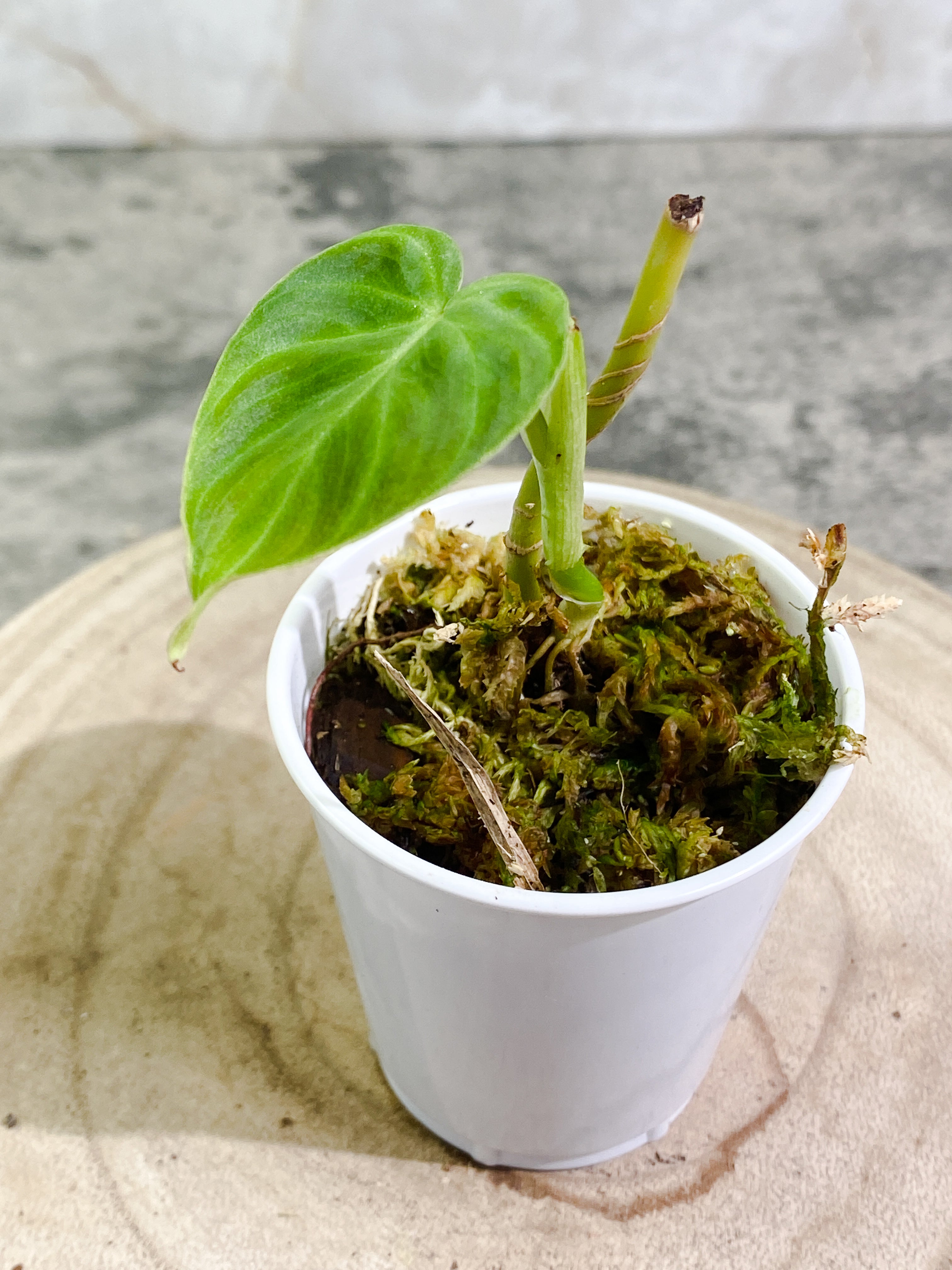 Philodendron verrucosum dark milky waycutting with 1 leaf slightly rooted