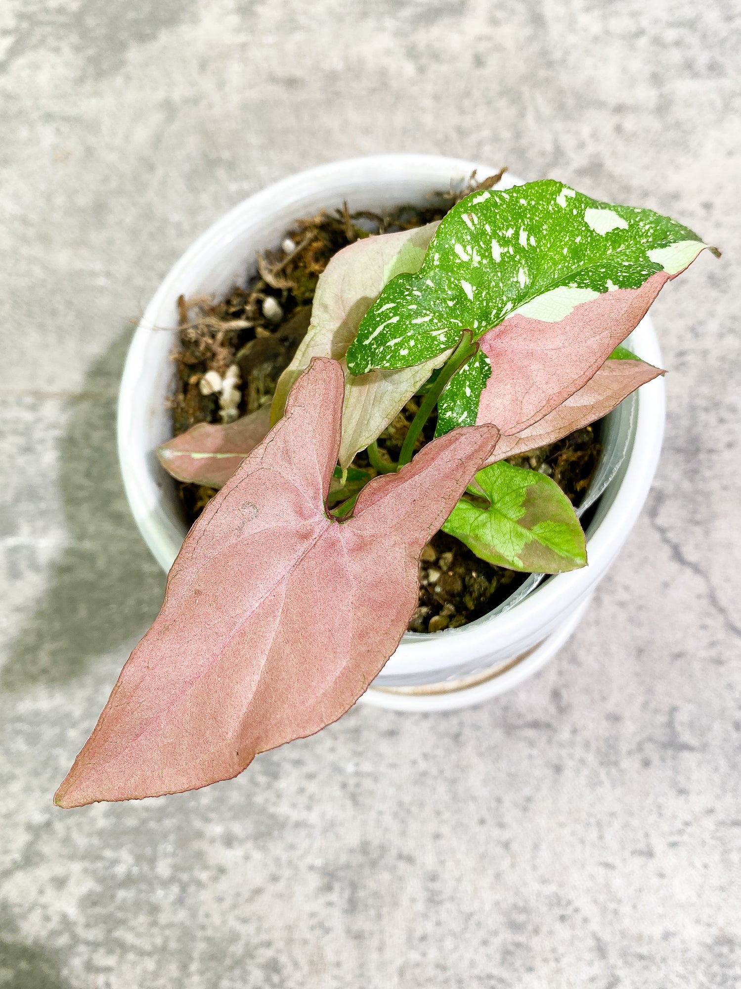 Syngonium Red Spot tricolor 6 leaves slightly rooted