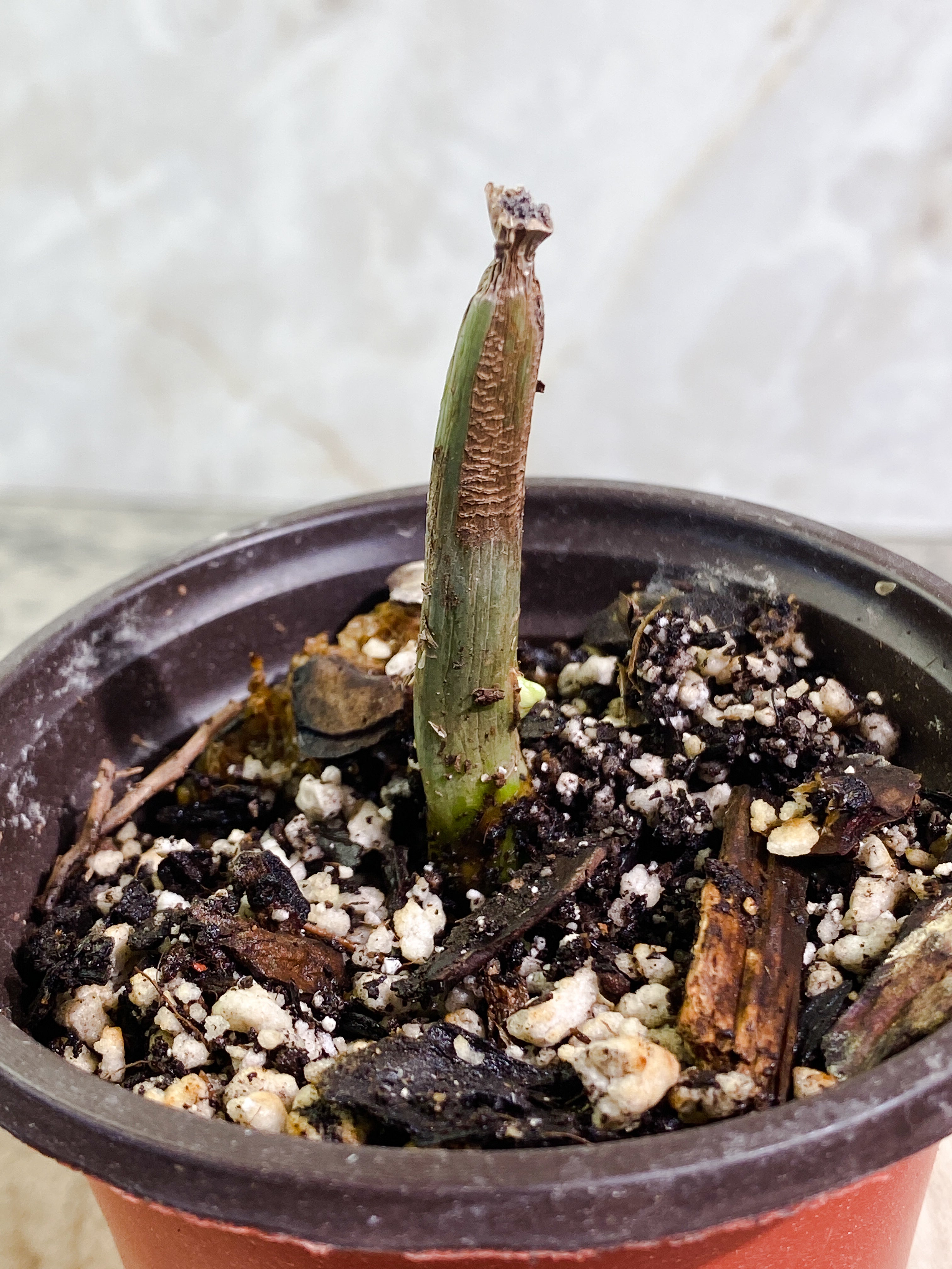 Philodendron holtonianum node with 1 sprout Slightly Rooted