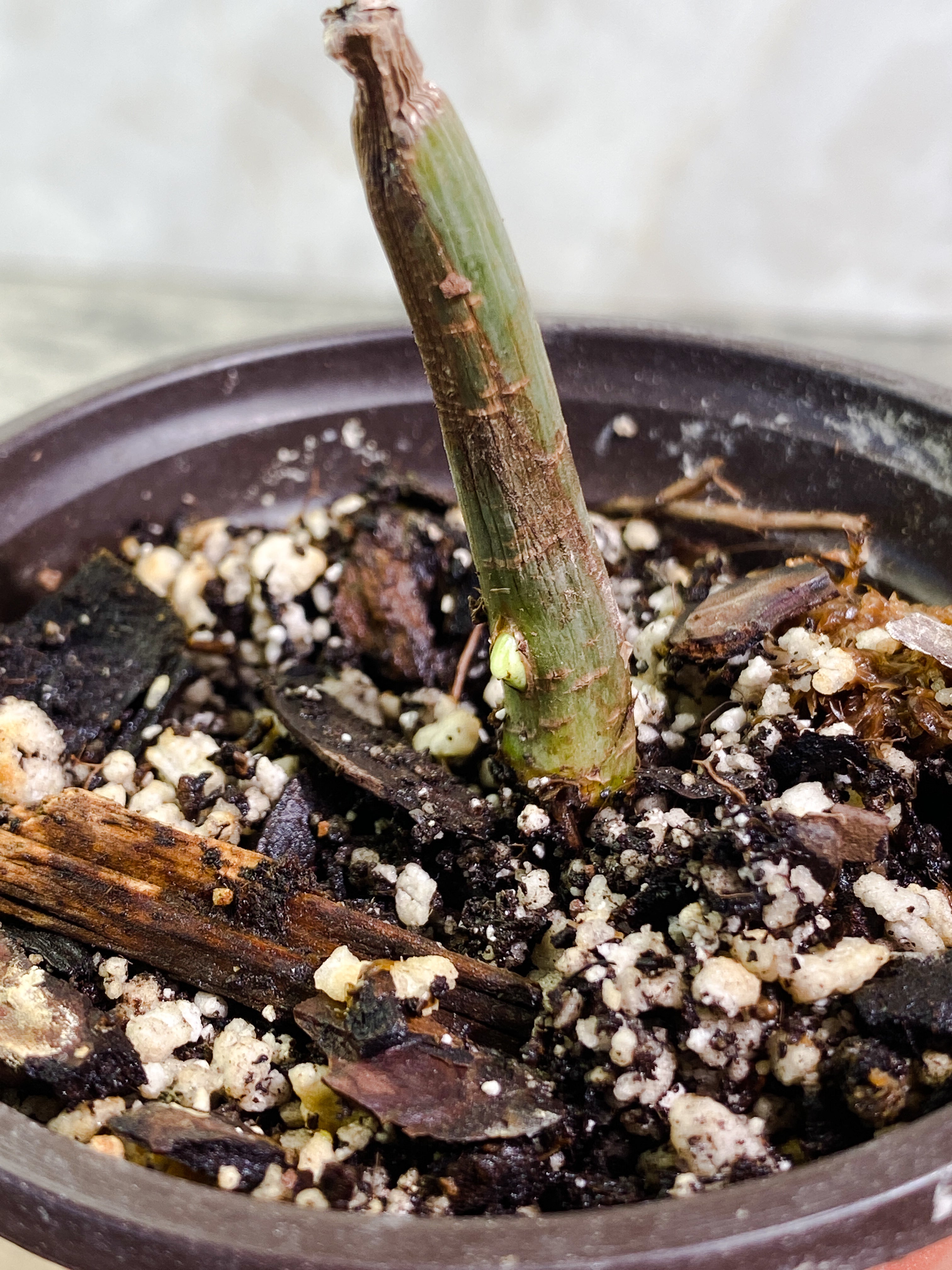 Philodendron holtonianum node with 1 sprout Slightly Rooted