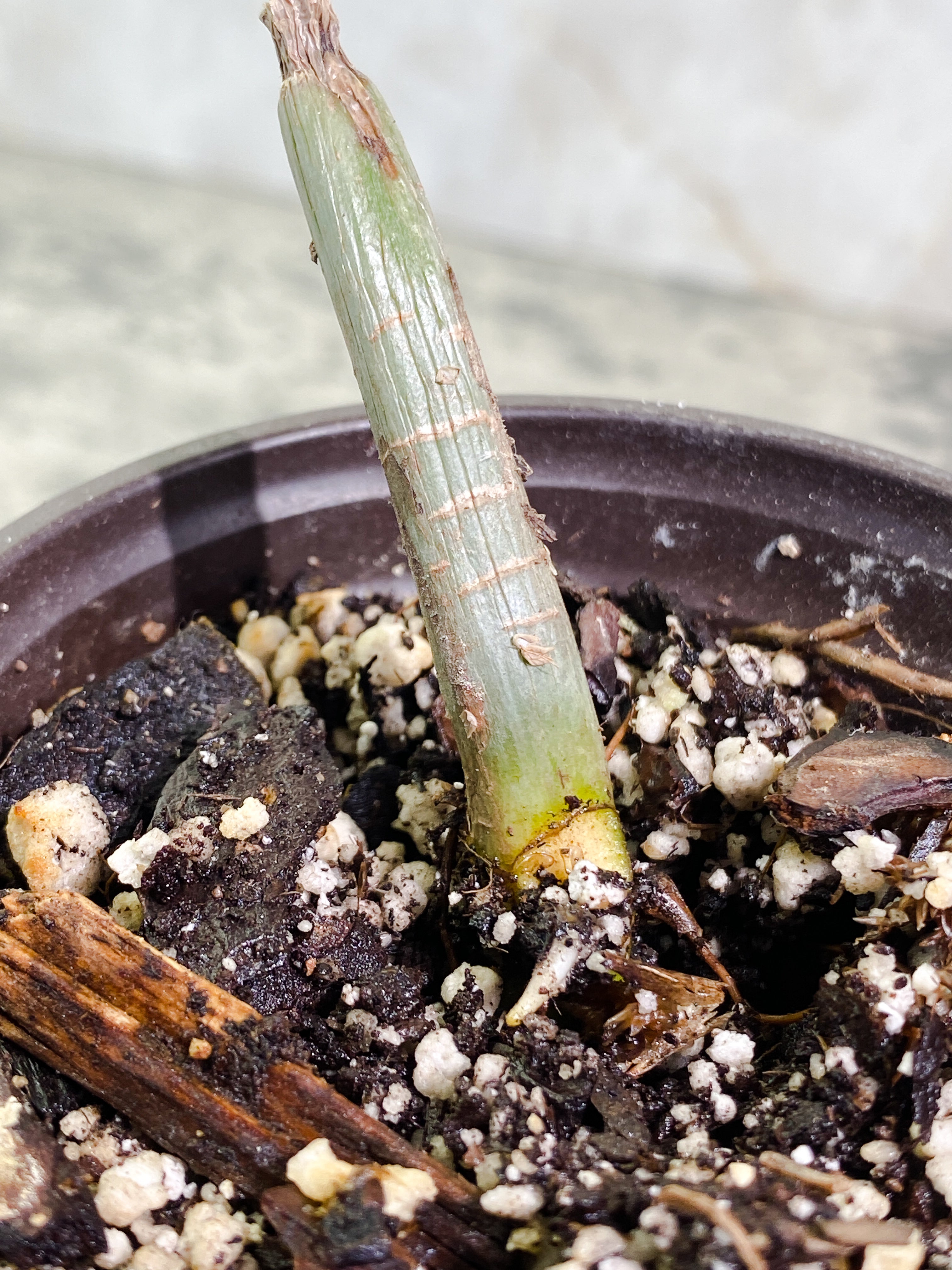 Philodendron holtonianum node with 1 sprout Slightly Rooted