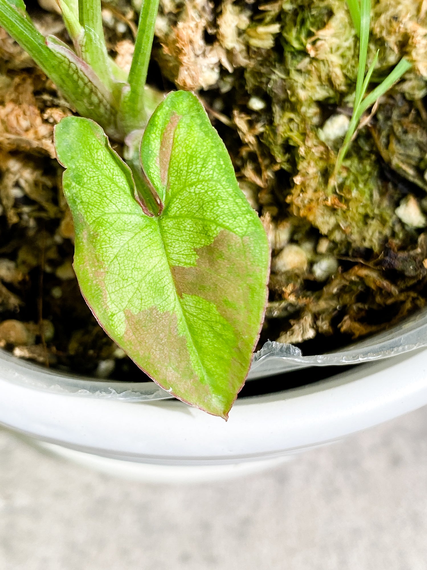 Syngonium Red Spot tricolor 6 leaves slightly rooted