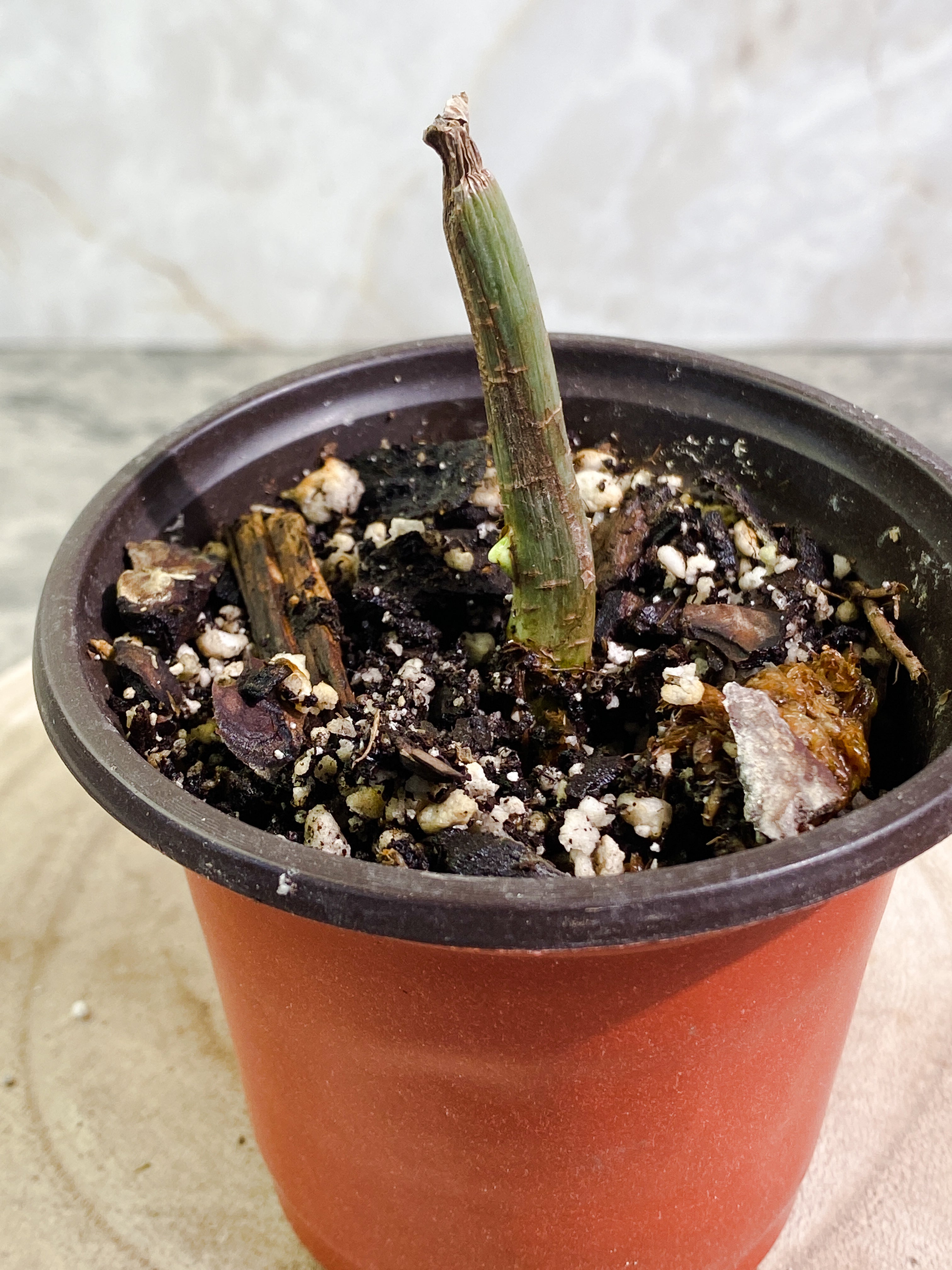 Philodendron holtonianum node with 1 sprout Slightly Rooted