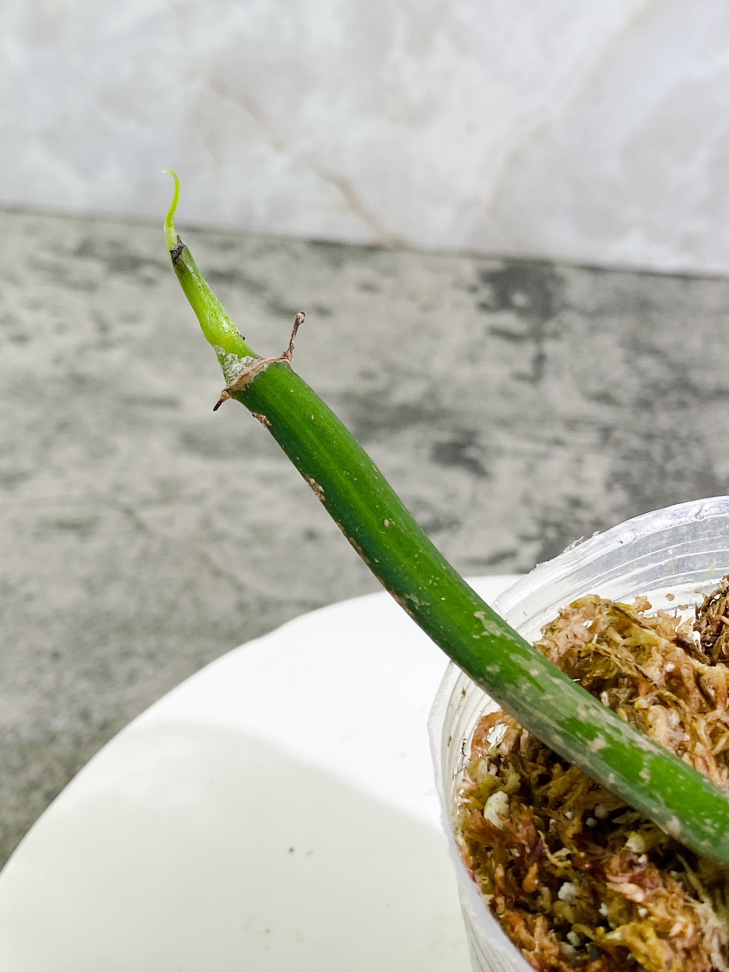Philodendron holtonianum double node with 1 sprout Rooted