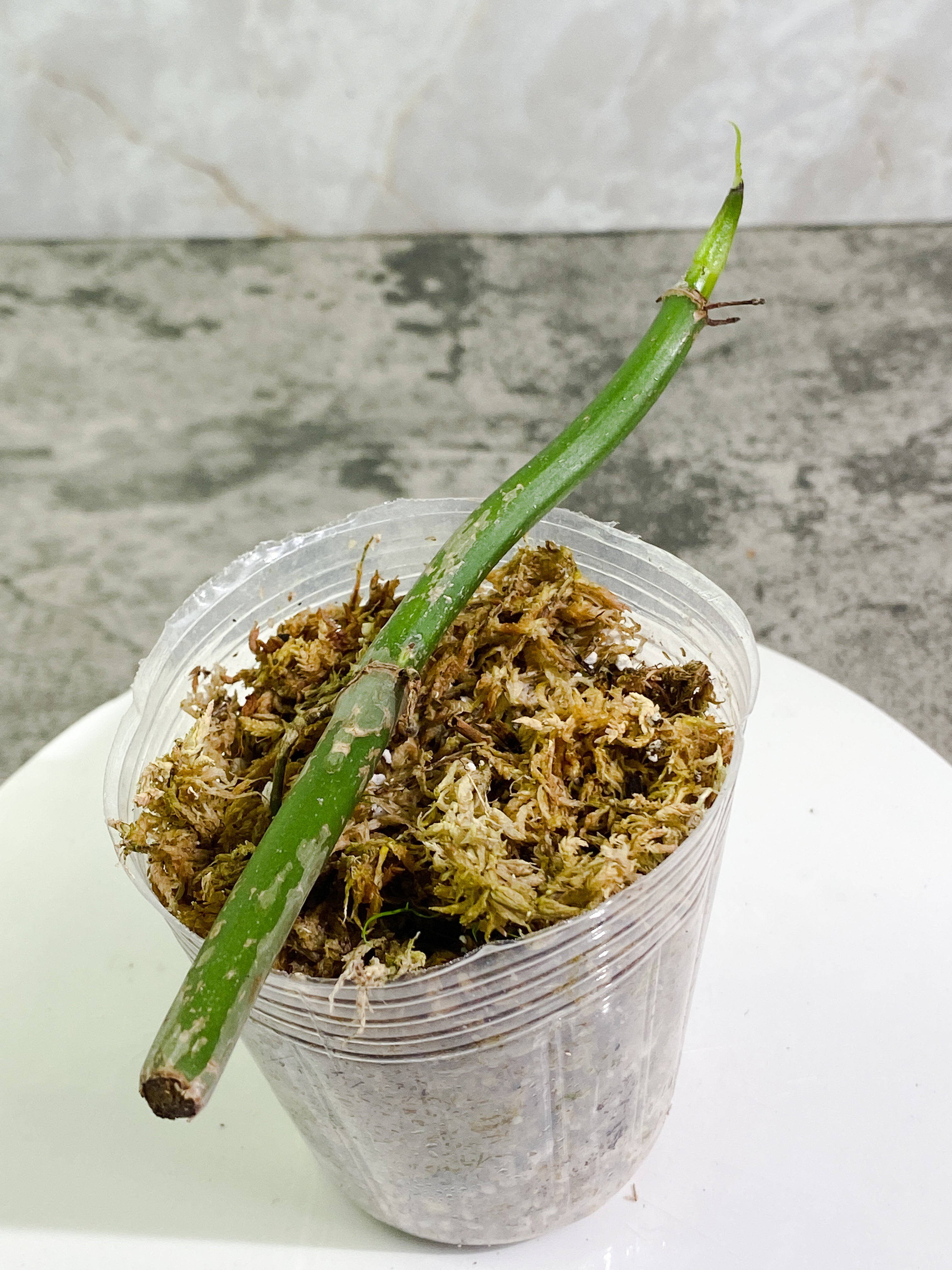 Philodendron holtonianum double node with 1 sprout Rooted