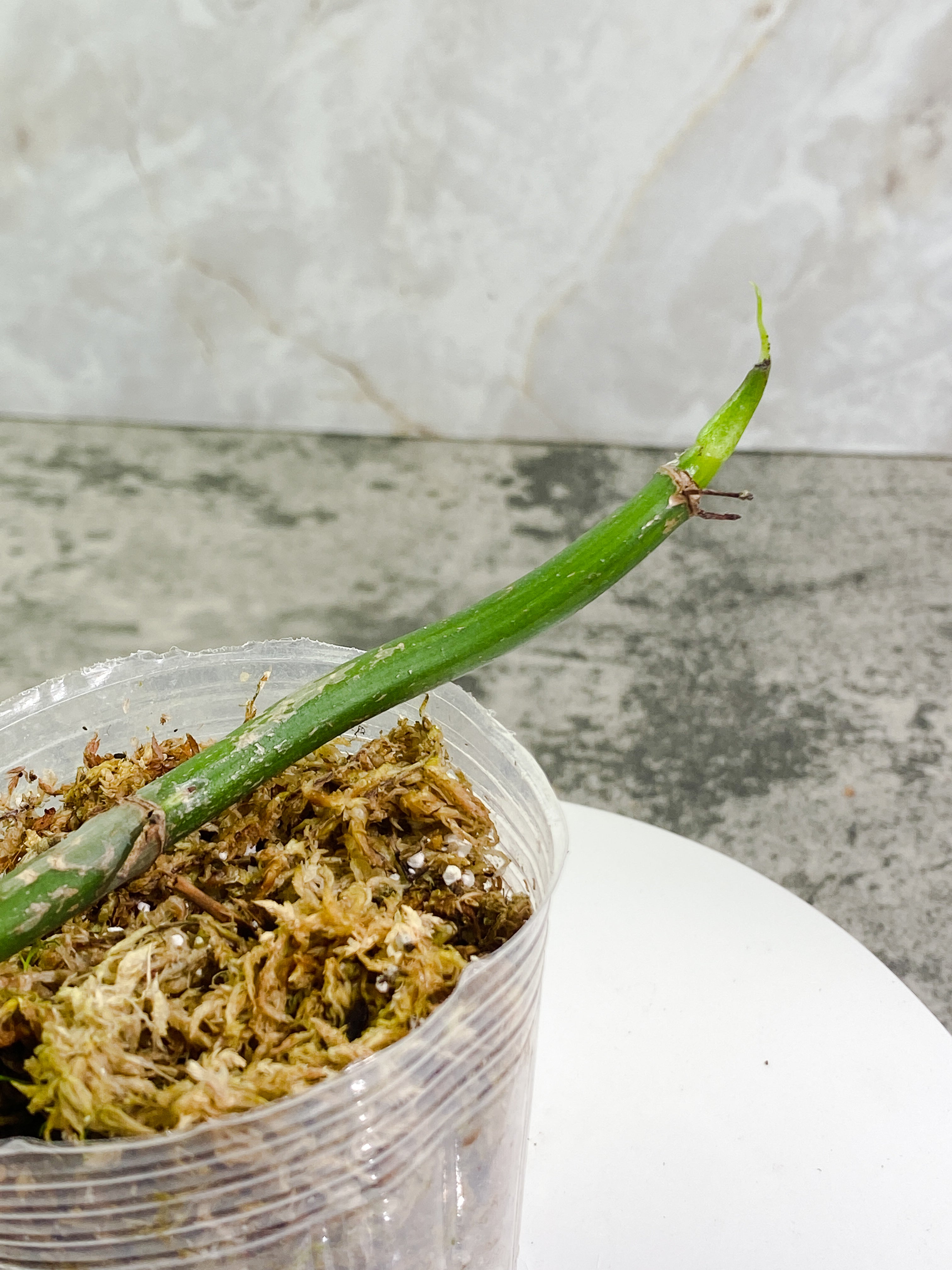 Philodendron holtonianum double node with 1 sprout Rooted