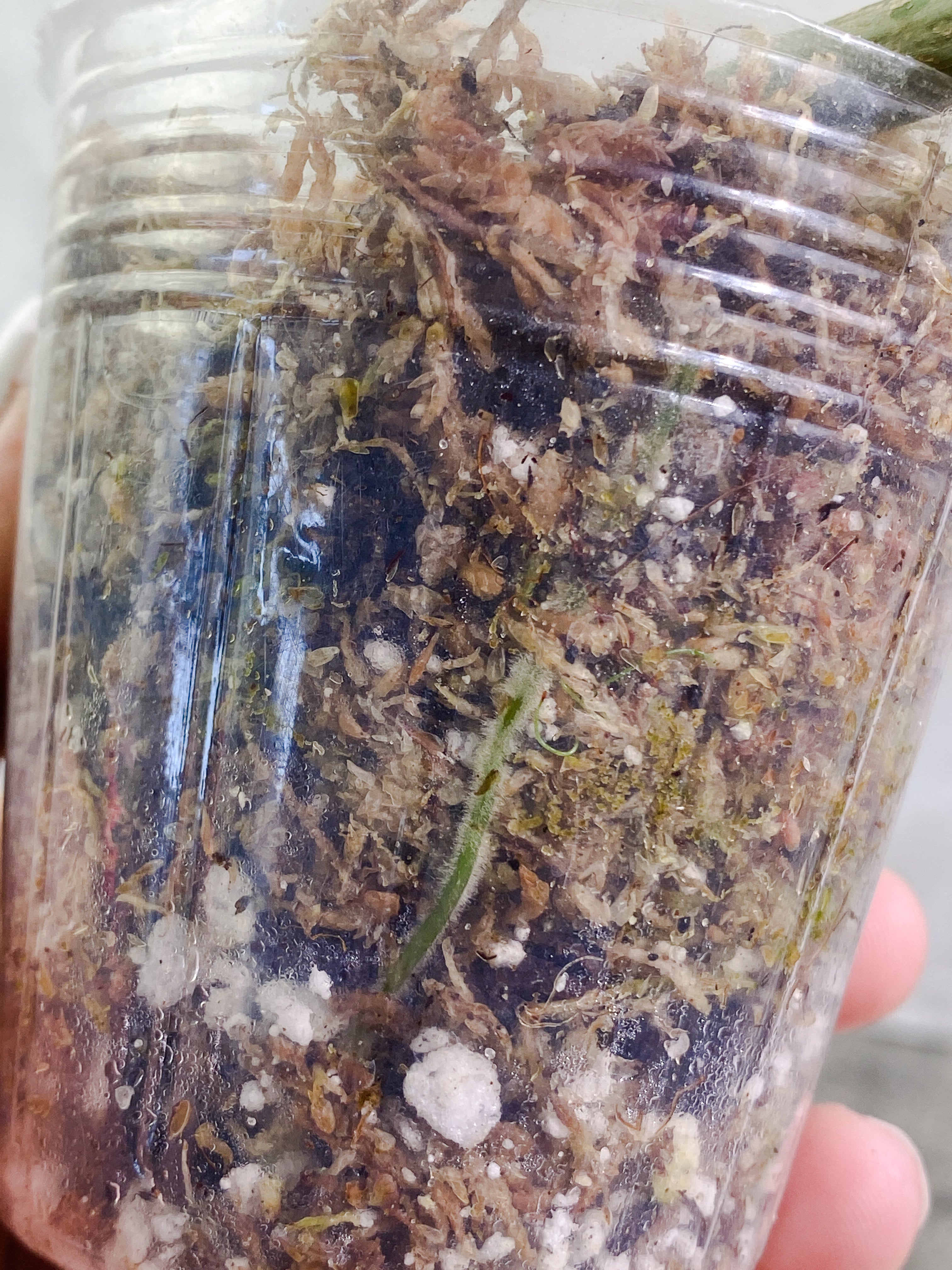 Philodendron holtonianum double node with 1 sprout Rooted