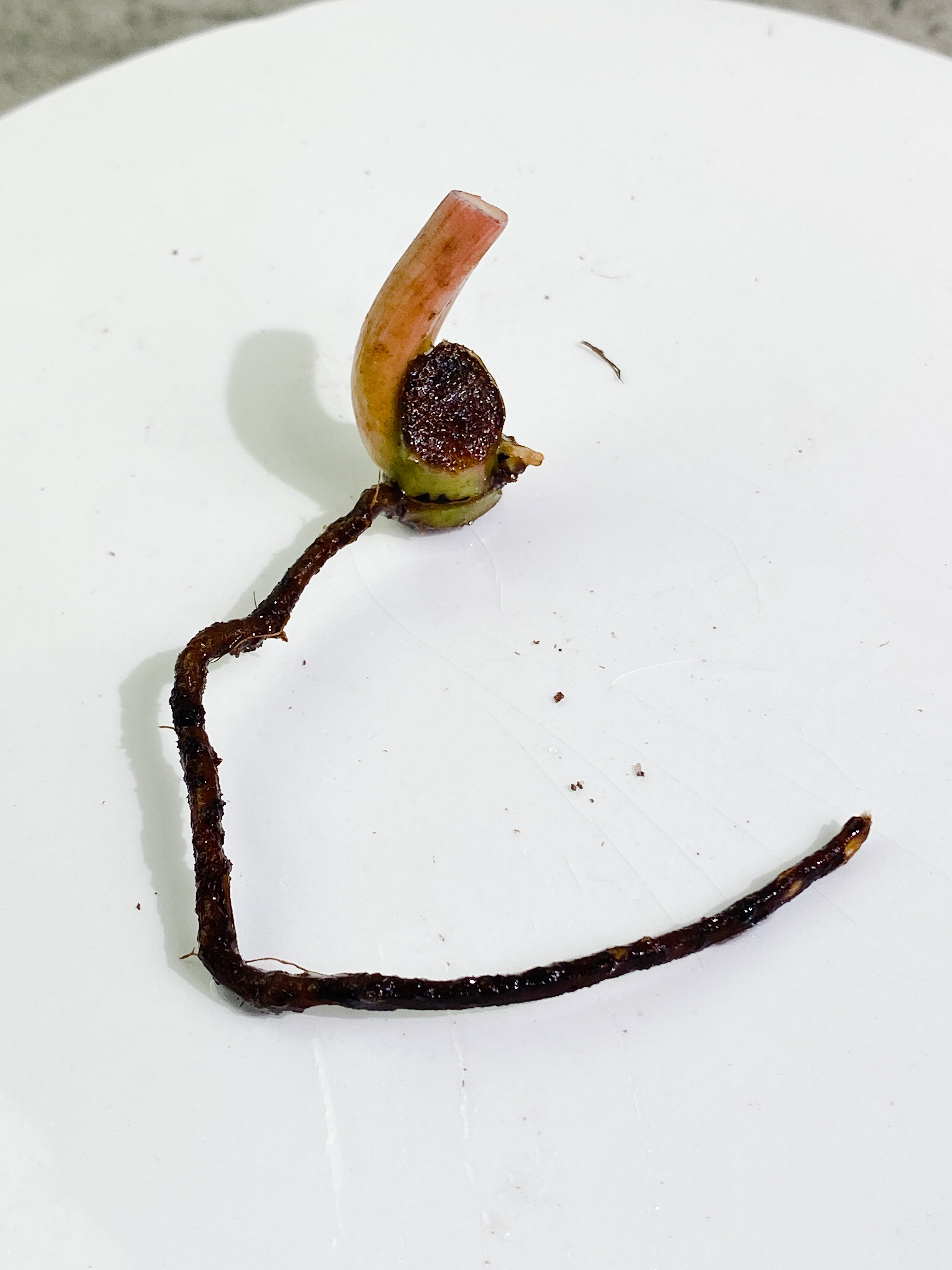 Philodendron snowdrift node with 1 sprout unrooted