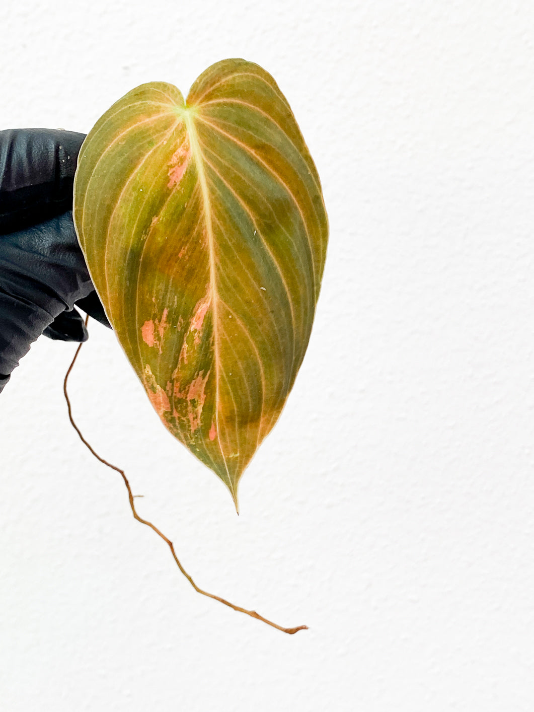 Private Sale: Philodendron Melanochrysum variegated Slightly Rooted 1 leaf