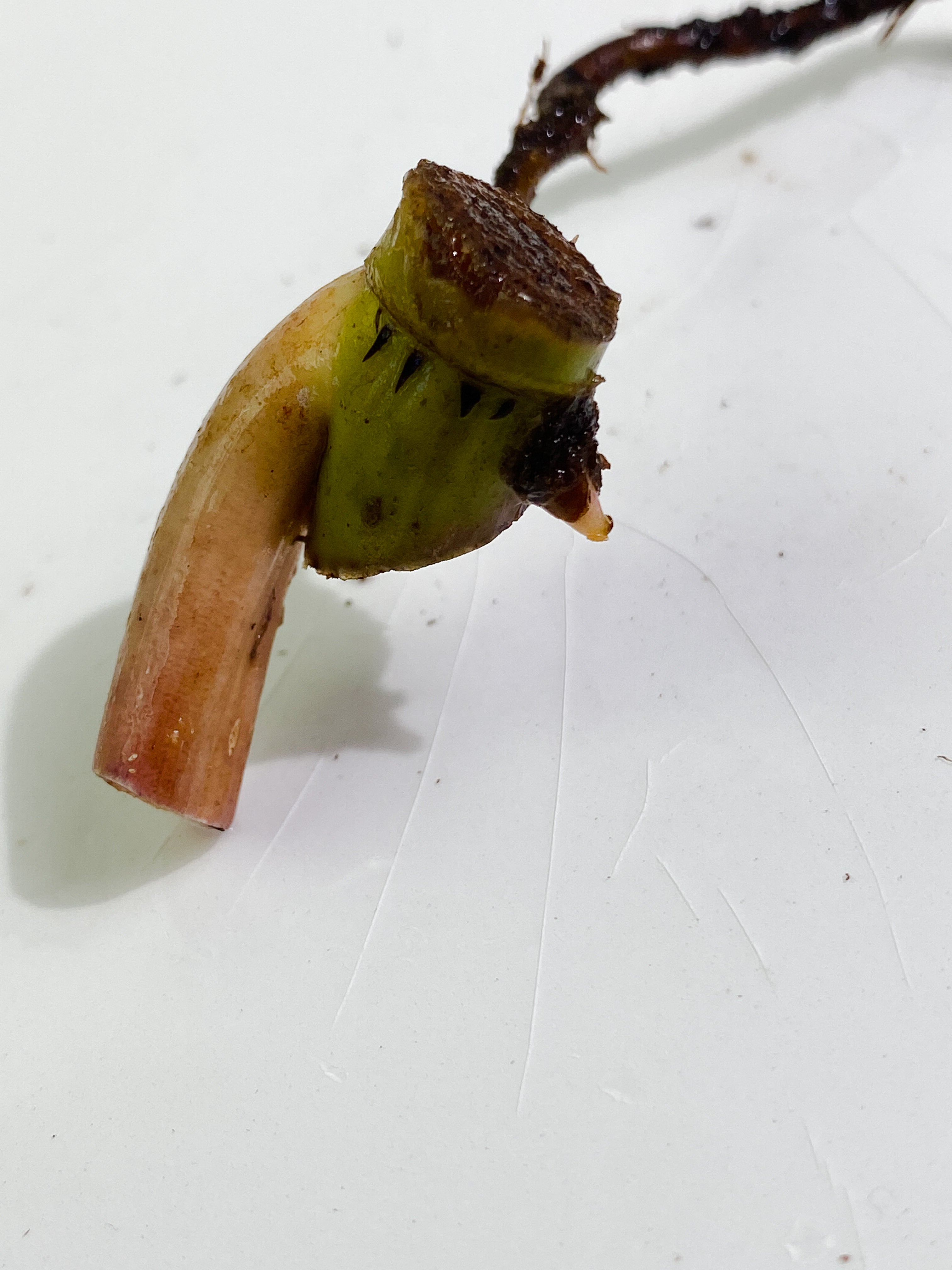 Philodendron snowdrift node with 1 sprout unrooted