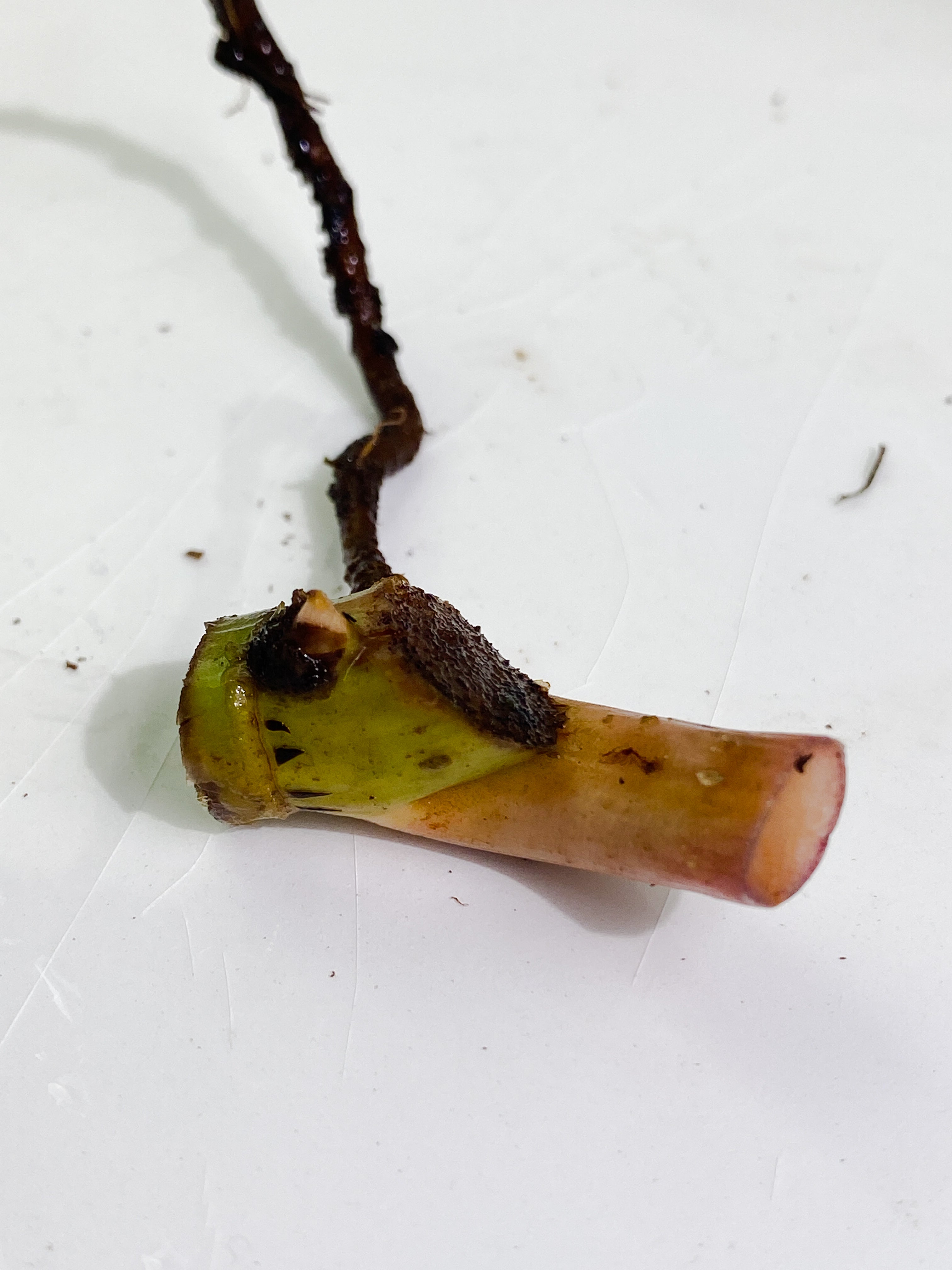 Philodendron snowdrift node with 1 sprout unrooted