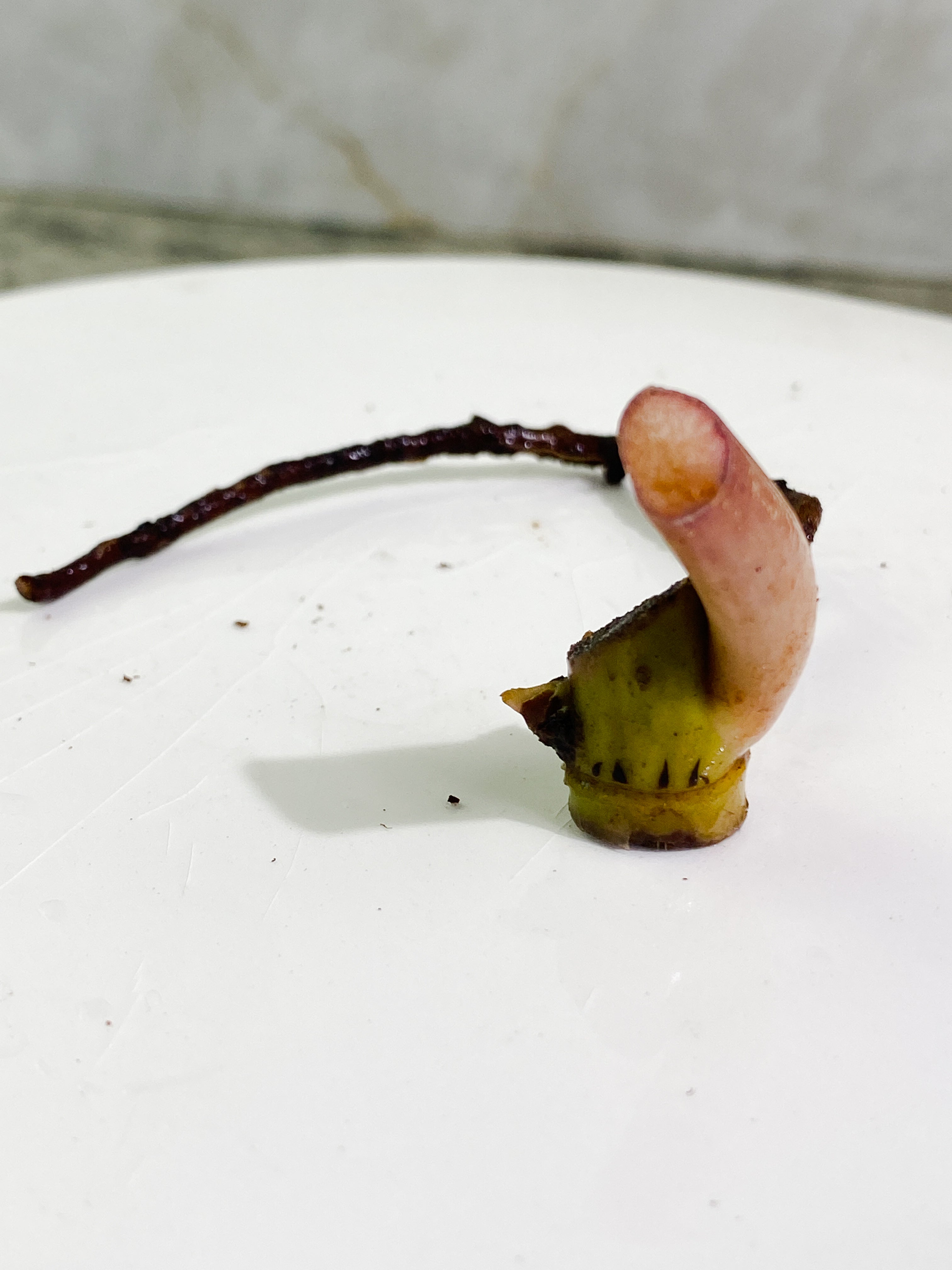 Philodendron snowdrift node with 1 sprout unrooted