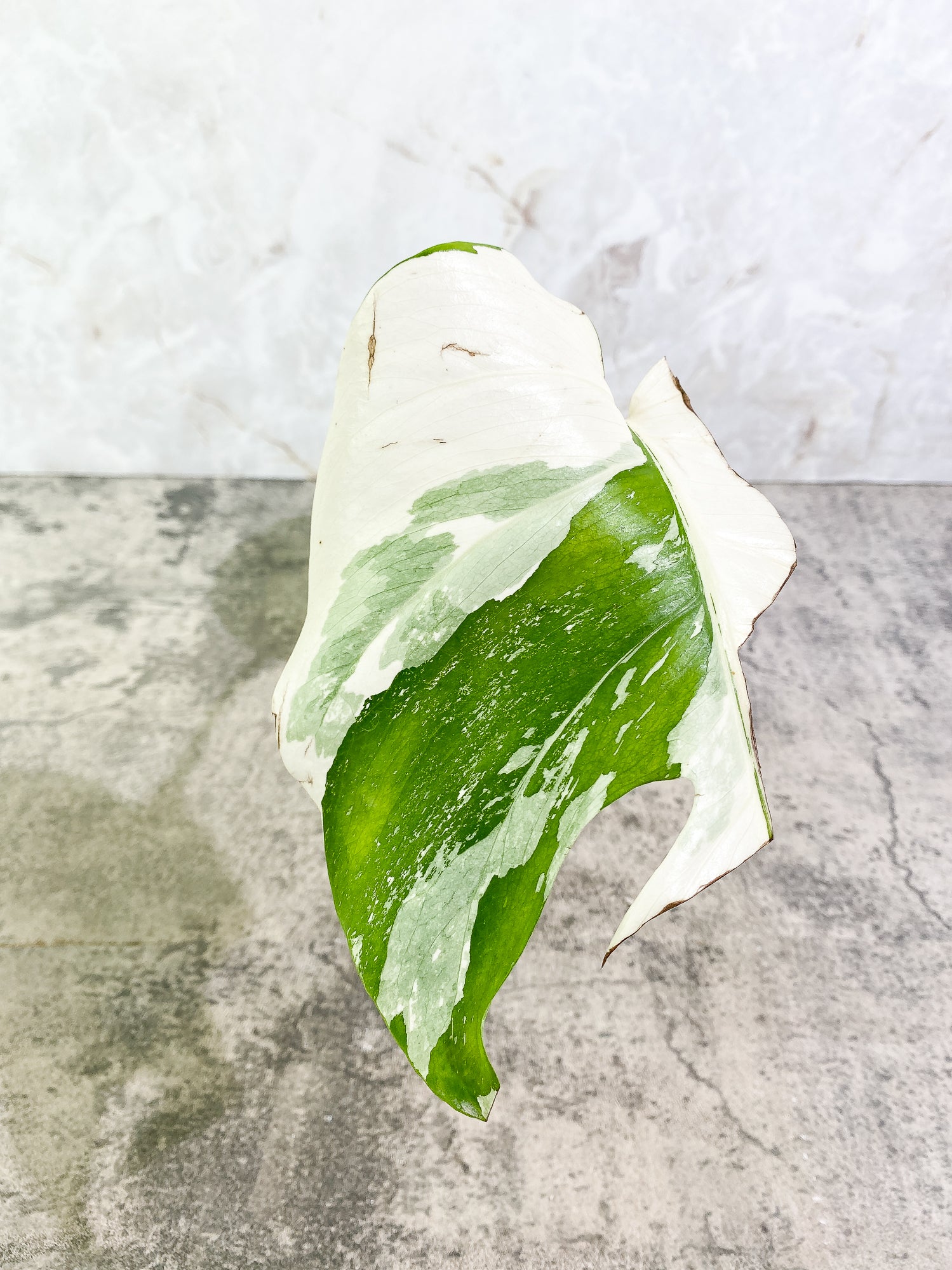 Monstera Albo Variegated 1 leaf Slightly Rooted