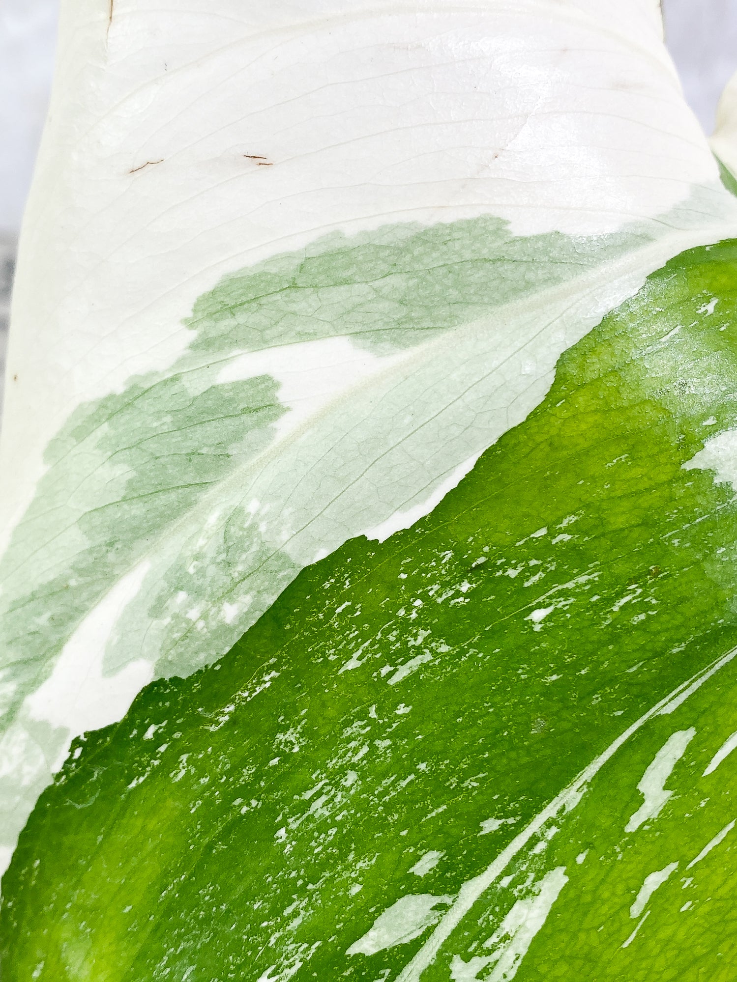 Monstera Albo Variegated 1 leaf Slightly Rooted