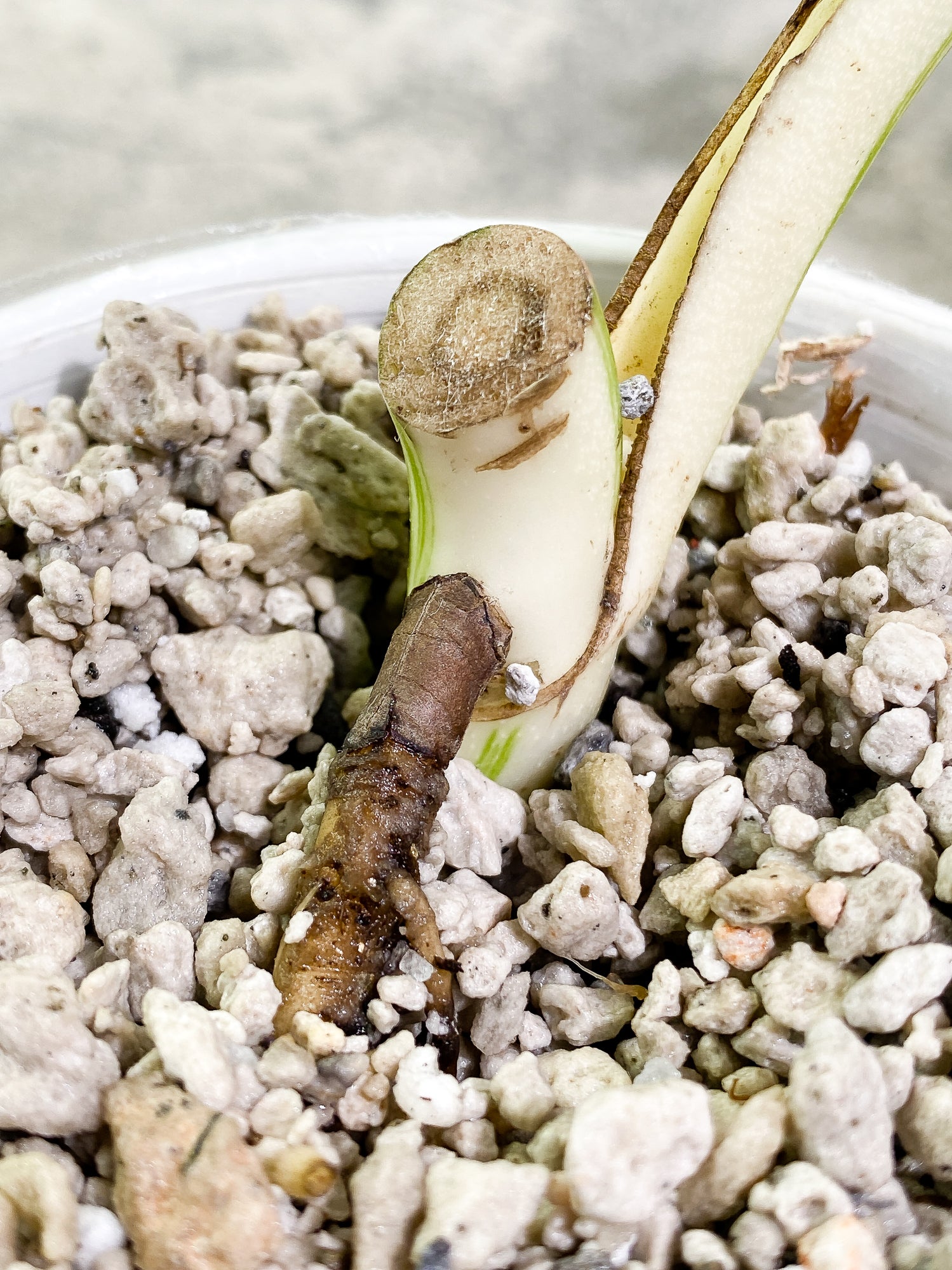 Monstera Albo Variegated 1 leaf Slightly Rooted
