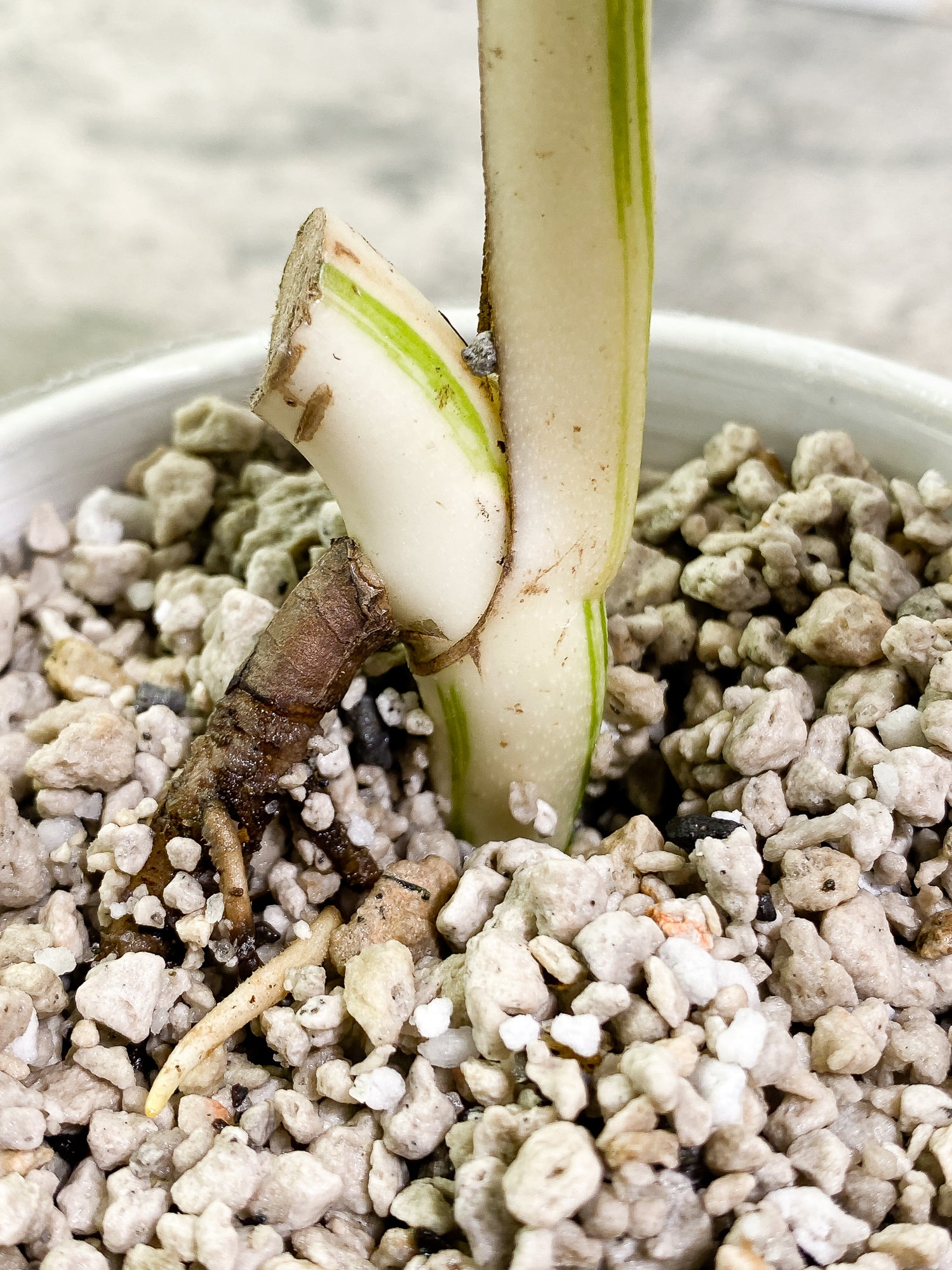 Monstera Albo Variegated 1 leaf Slightly Rooted