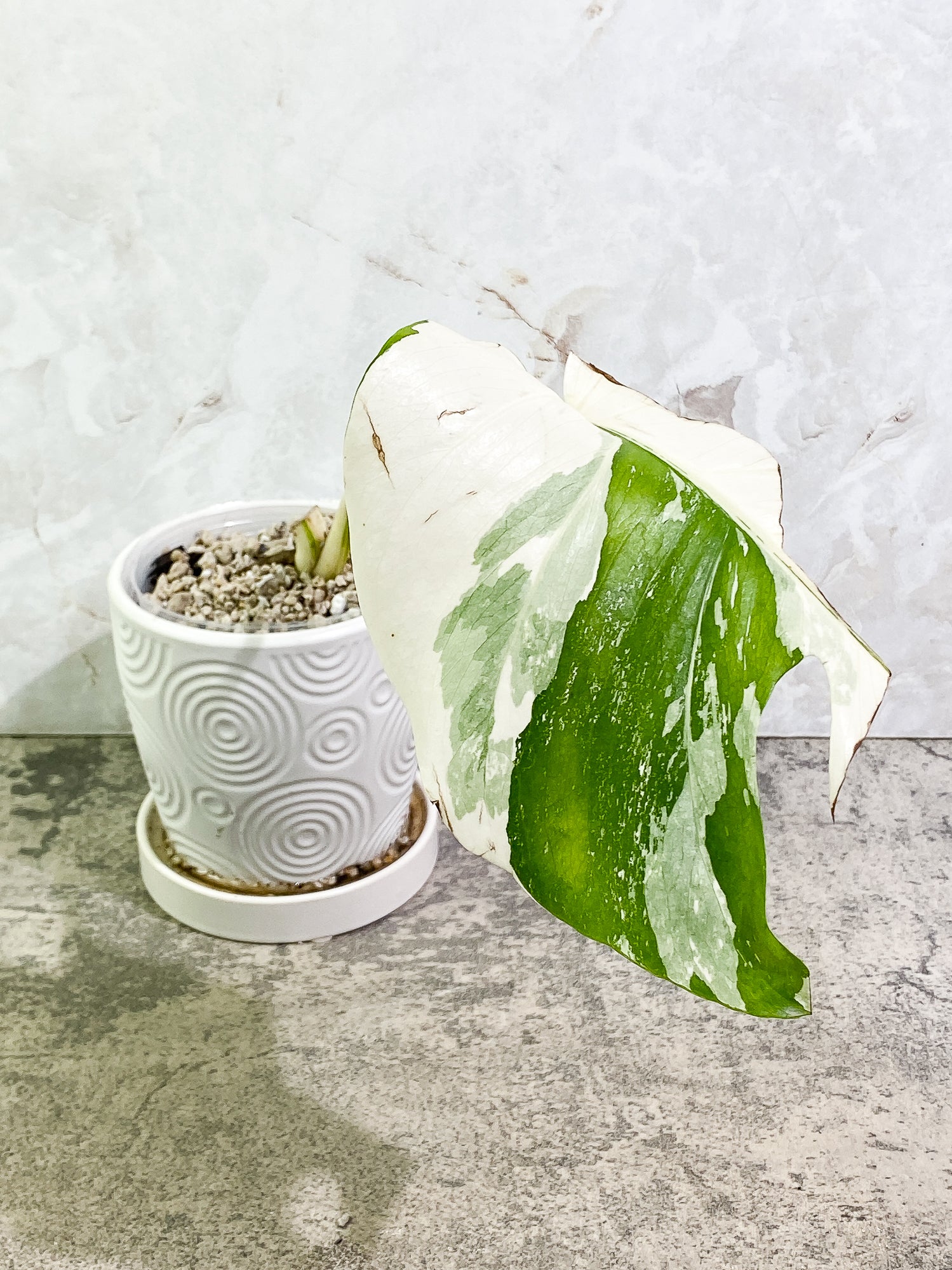 Monstera Albo Variegated 1 leaf Slightly Rooted