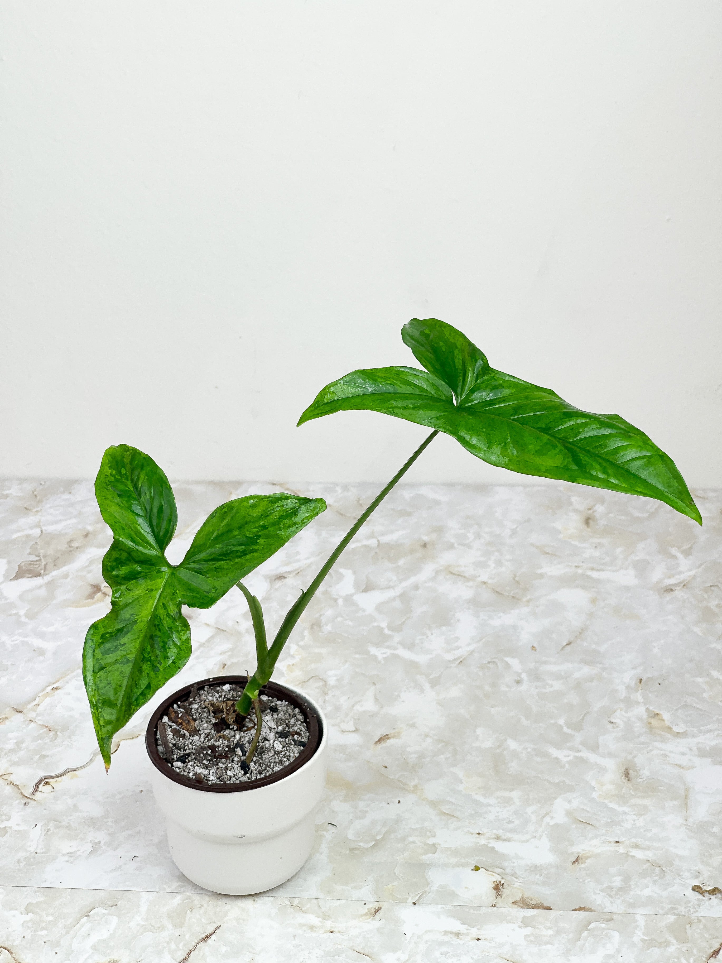 Syngonium Mojito