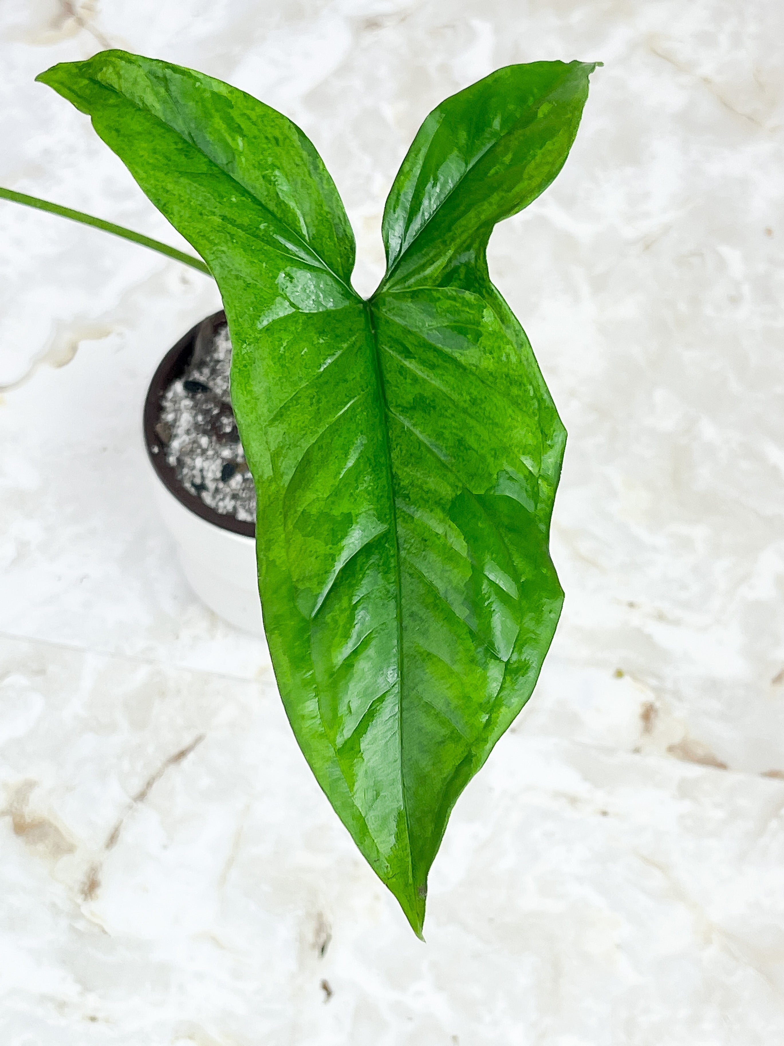 Syngonium Mojito