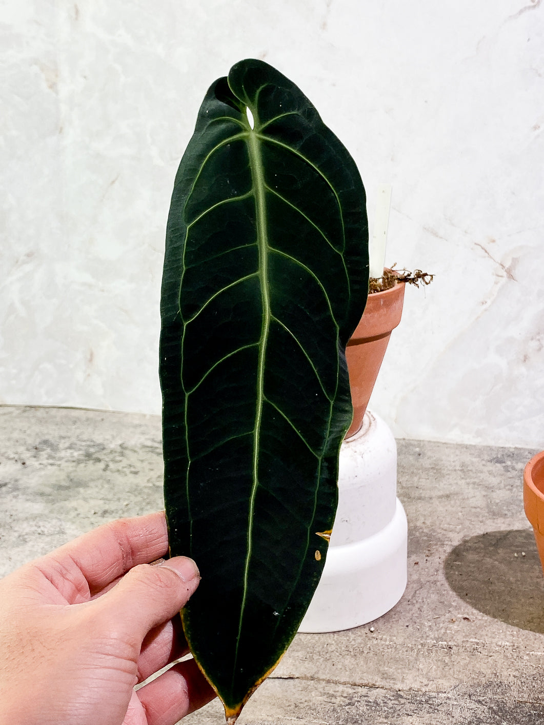 Anthurium Warocqueanum Dark Form Size Small By Ship store DHL Express