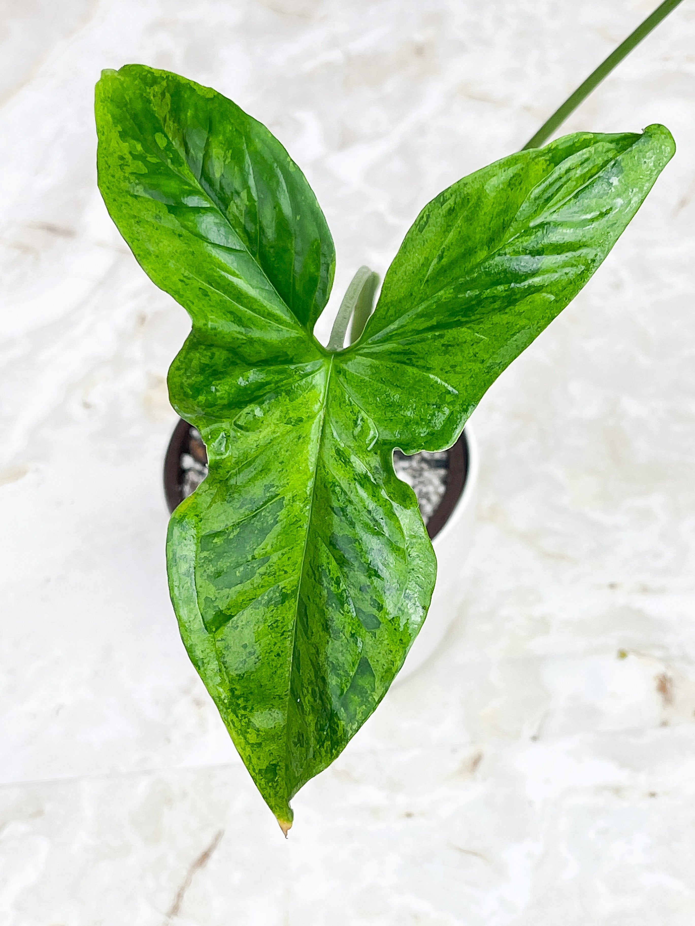 Syngonium Mojito