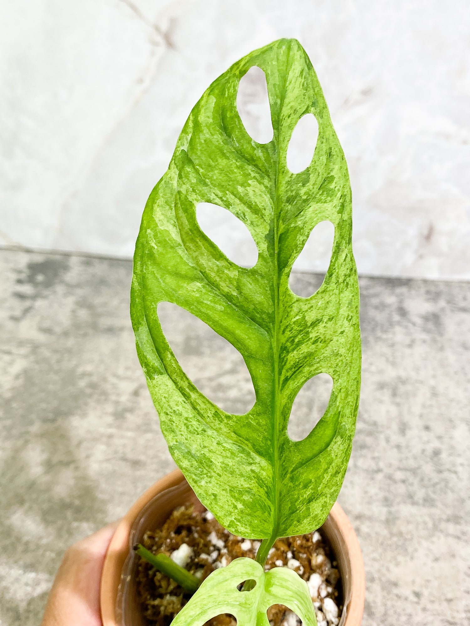Monstera Adansonii Mint 2 leaves slightly rooted