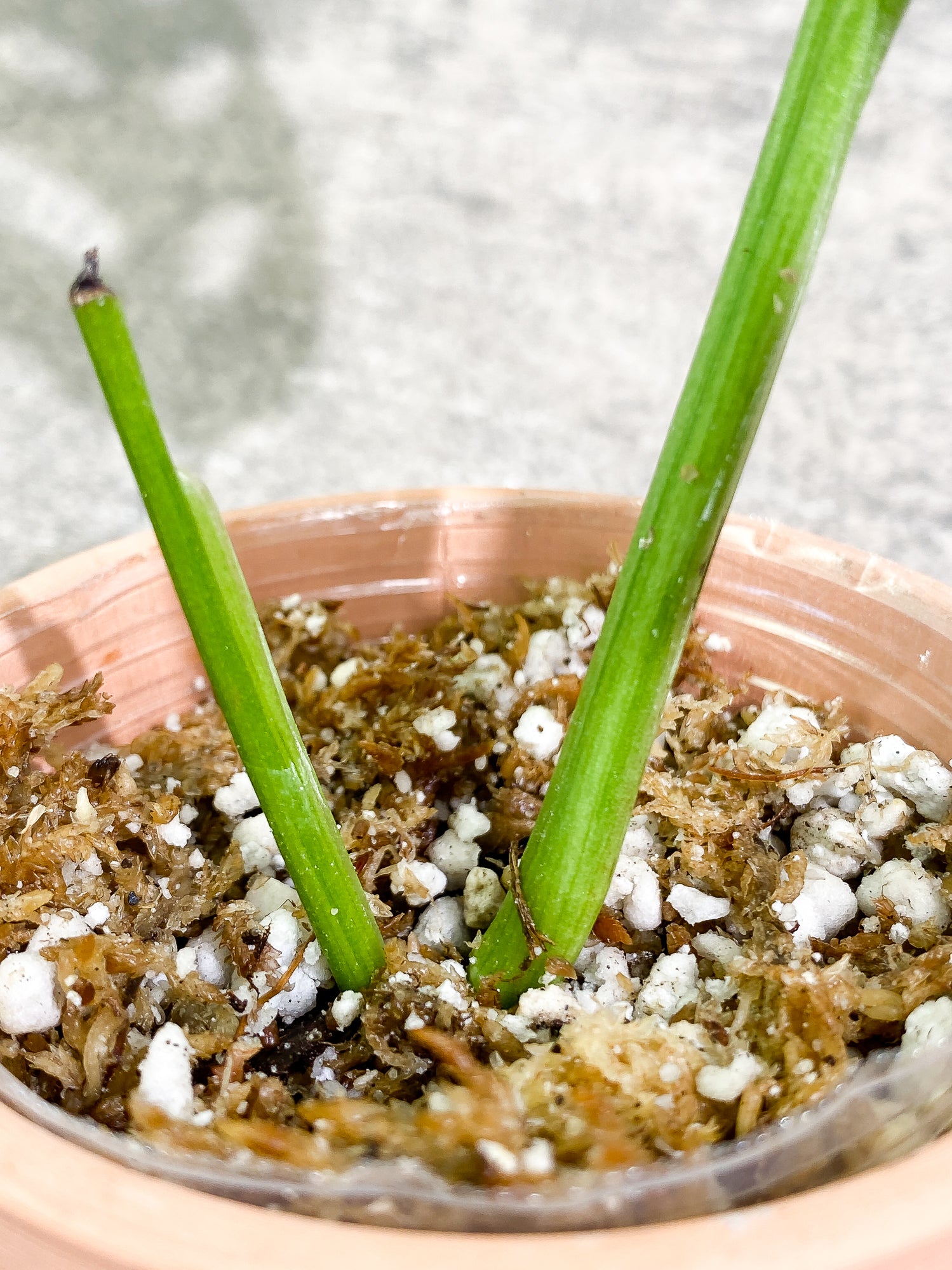 Monstera Adansonii Mint 2 leaves slightly rooted