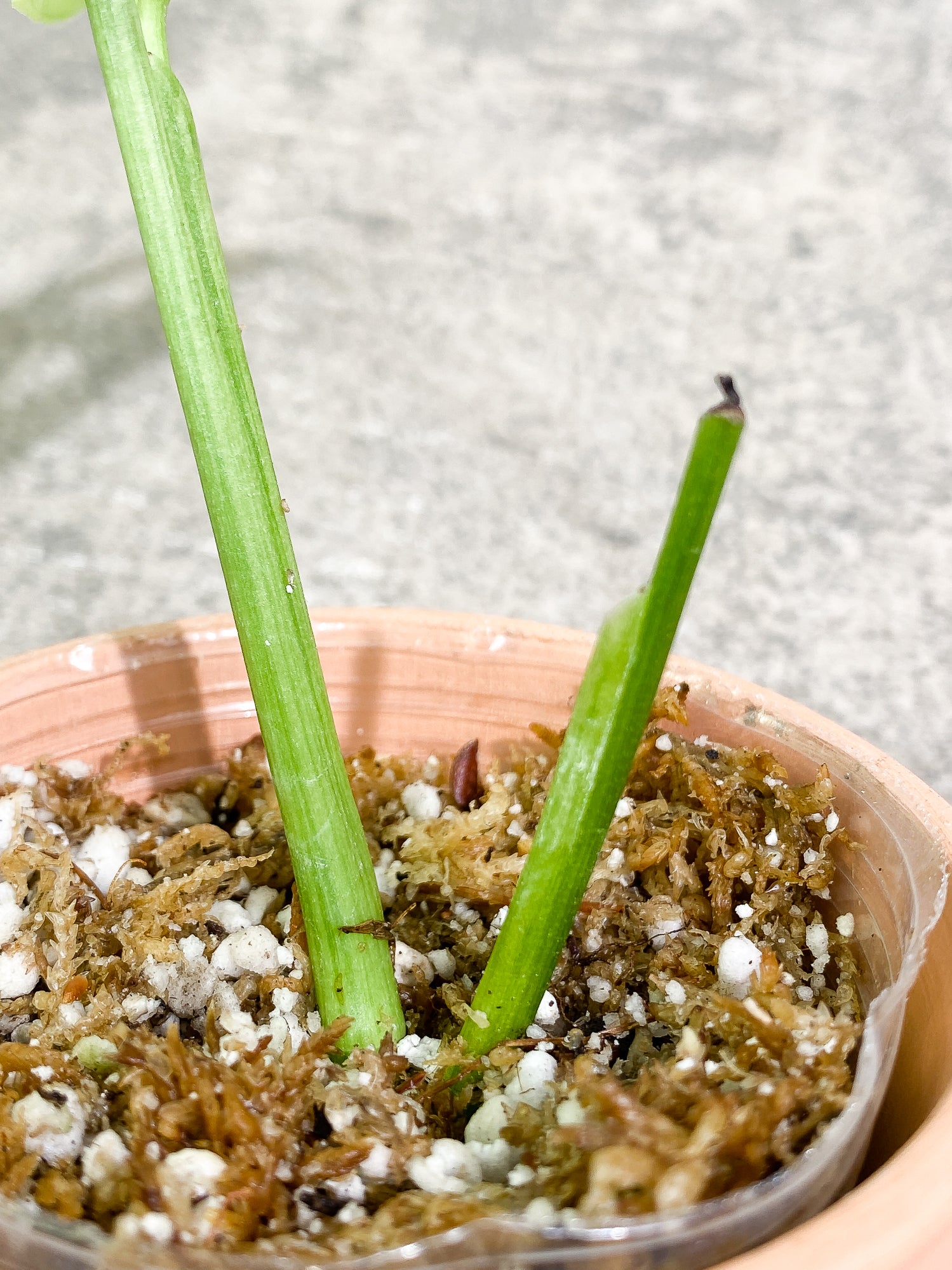 Monstera Adansonii Mint 2 leaves slightly rooted