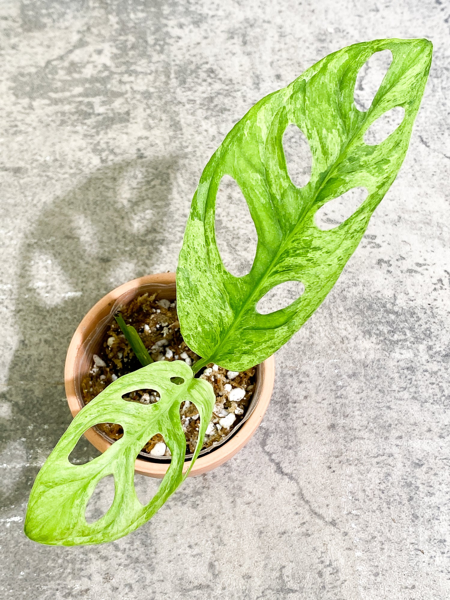 Monstera Adansonii Mint 2 leaves slightly rooted