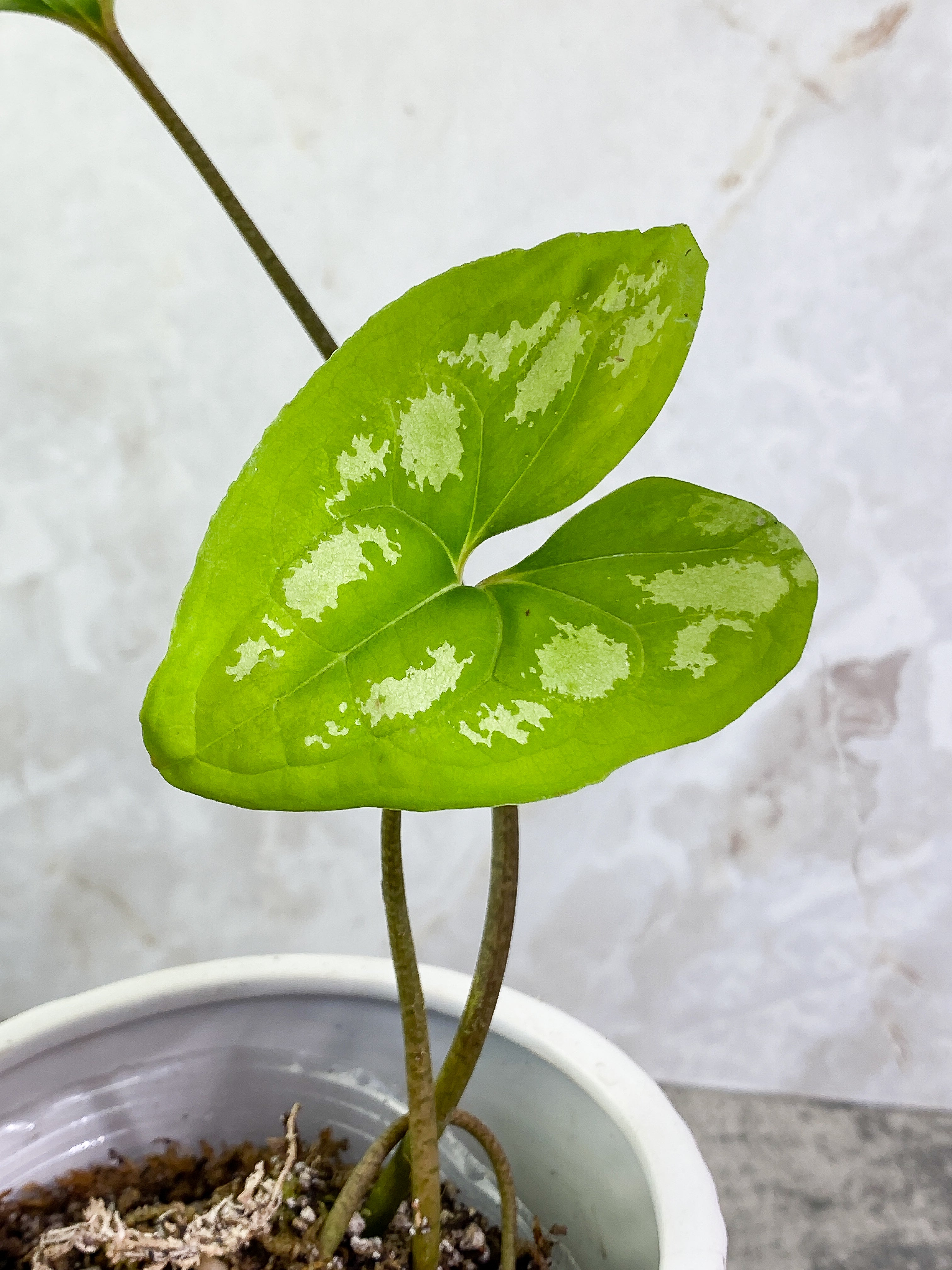 Ulearum donburnsii with 2 leaves rooted