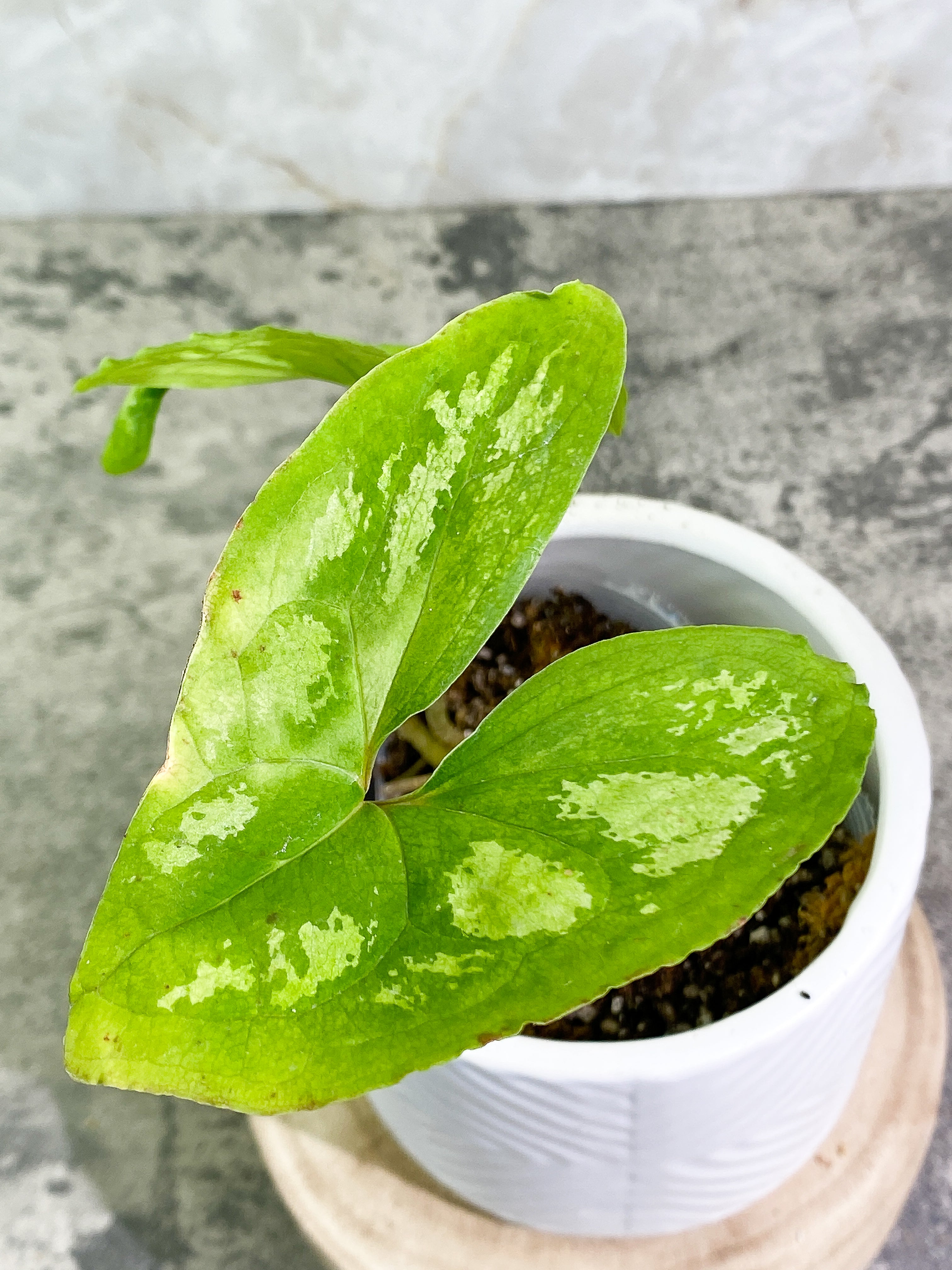 Ulearum donburnsii with 2 leaves rooted