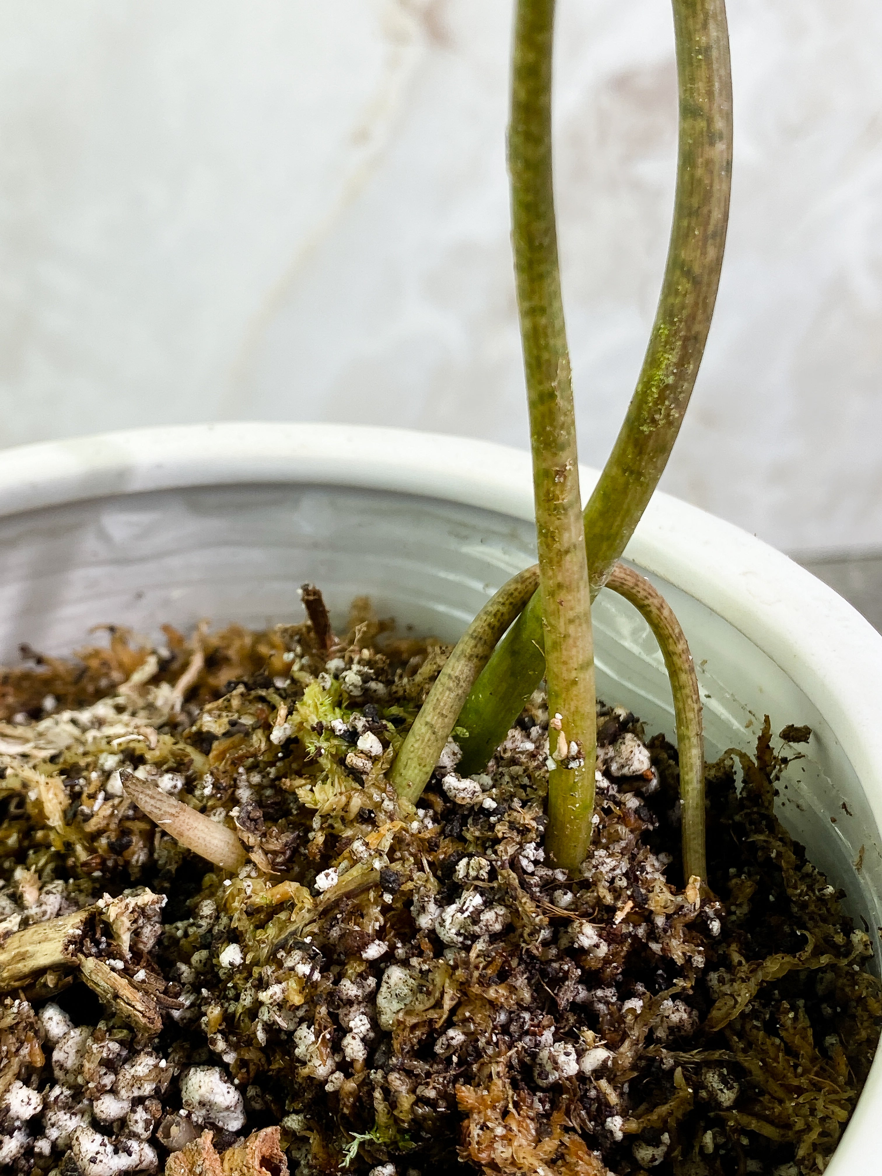Ulearum donburnsii with 2 leaves rooted