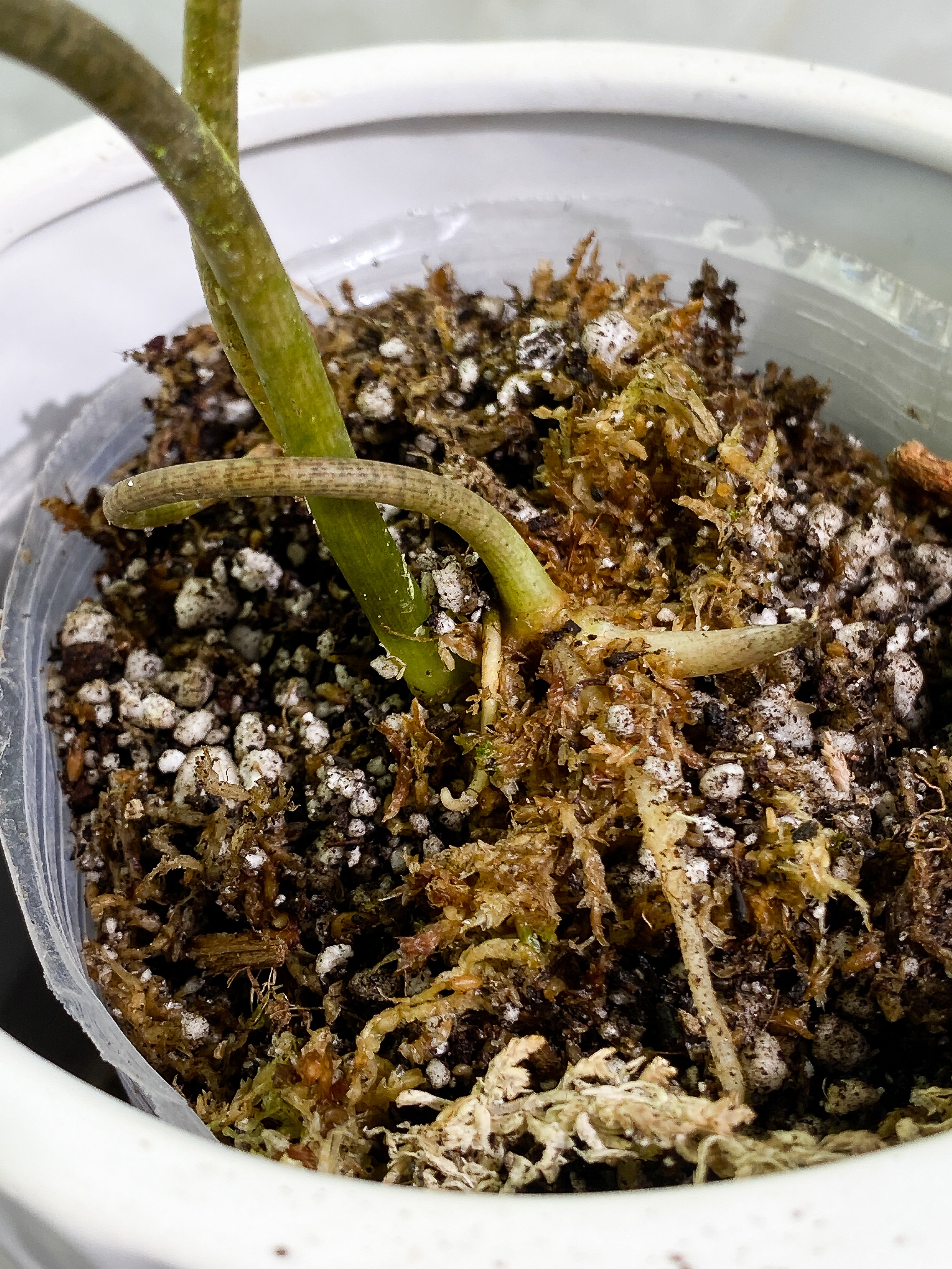 Ulearum donburnsii with 2 leaves rooted