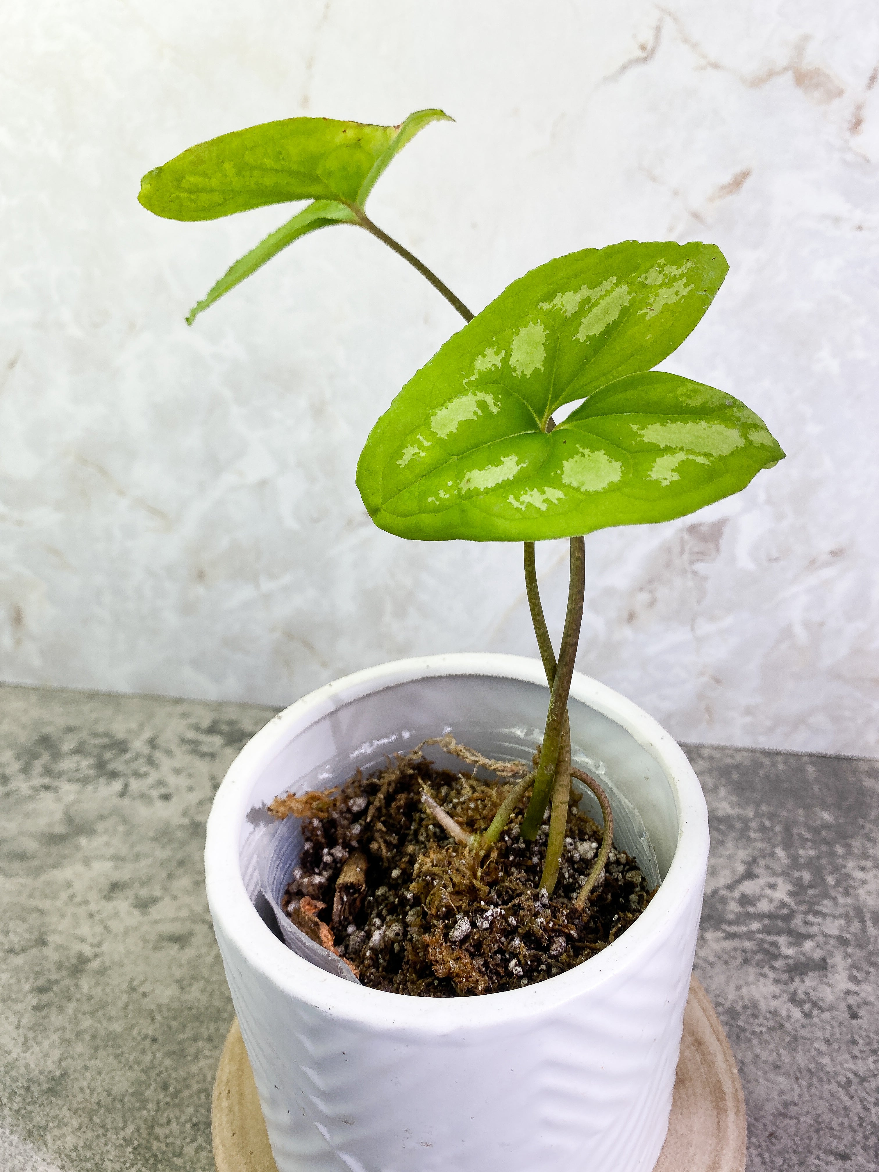 Ulearum donburnsii with 2 leaves rooted