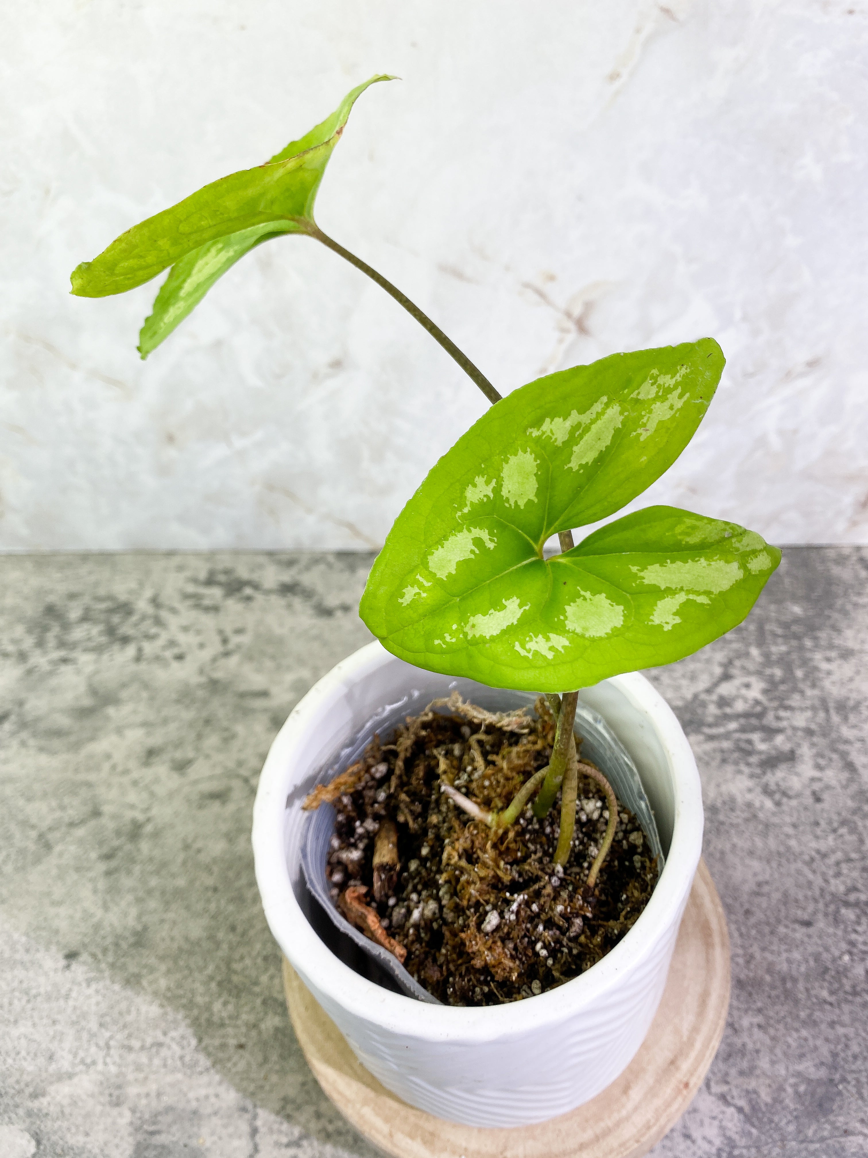 Ulearum donburnsii with 2 leaves rooted