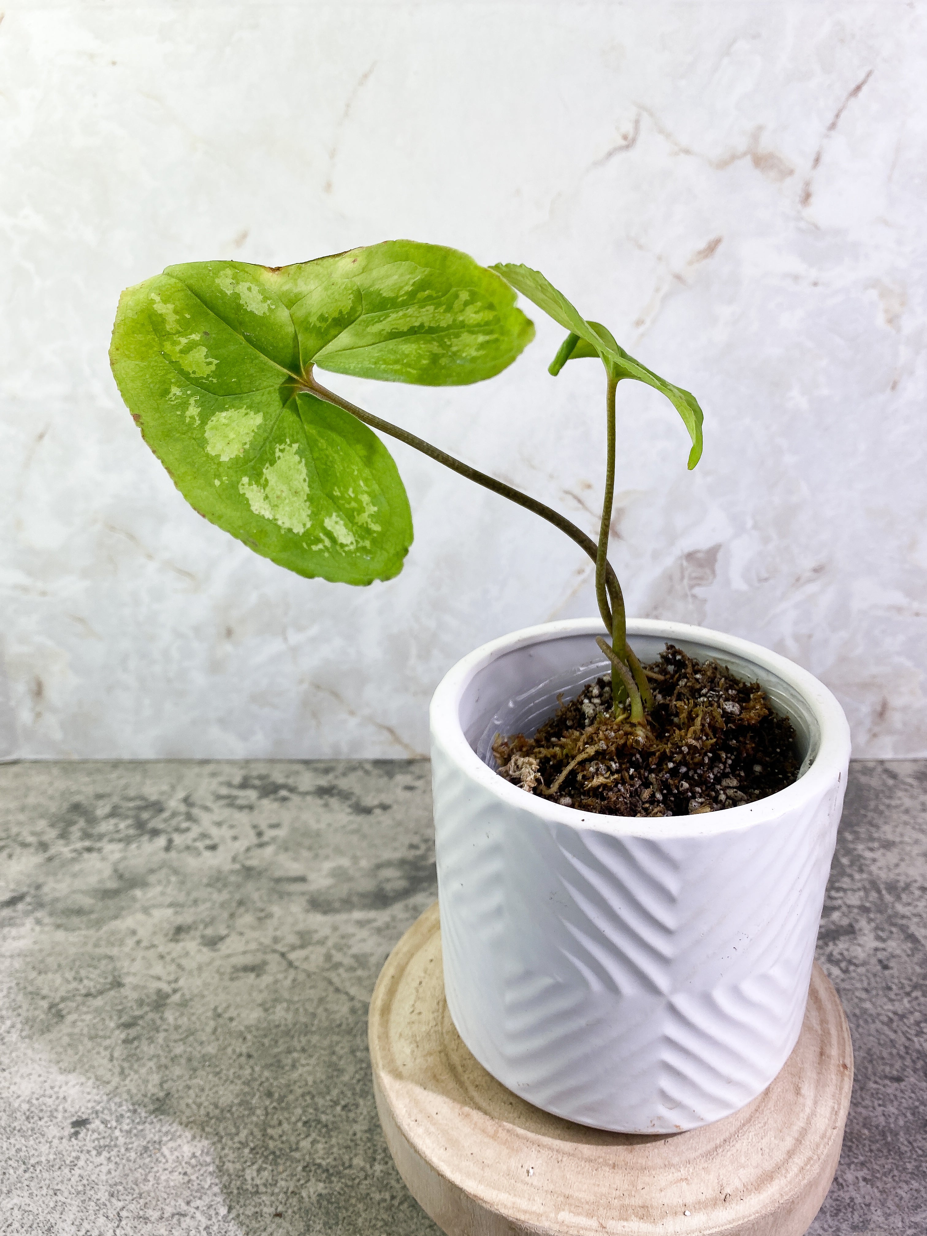 Ulearum donburnsii with 2 leaves rooted