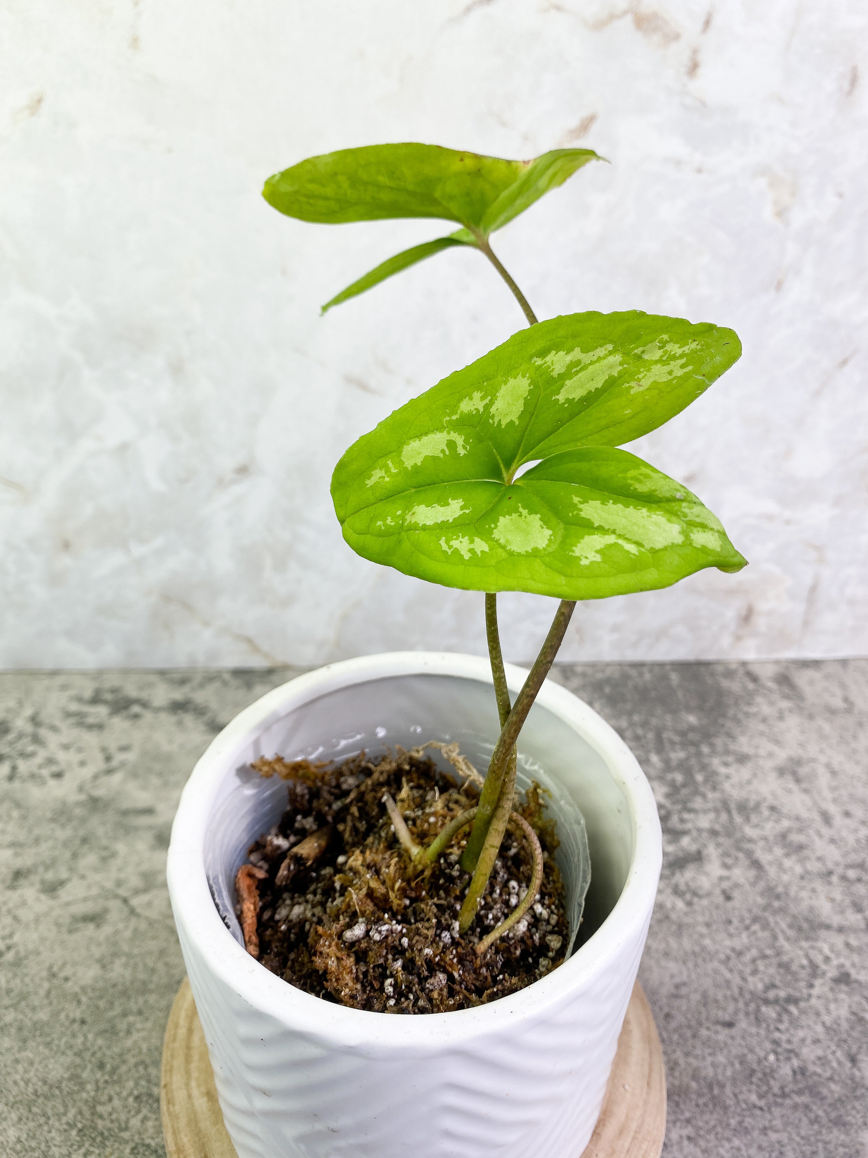 Ulearum donburnsii with 2 leaves rooted
