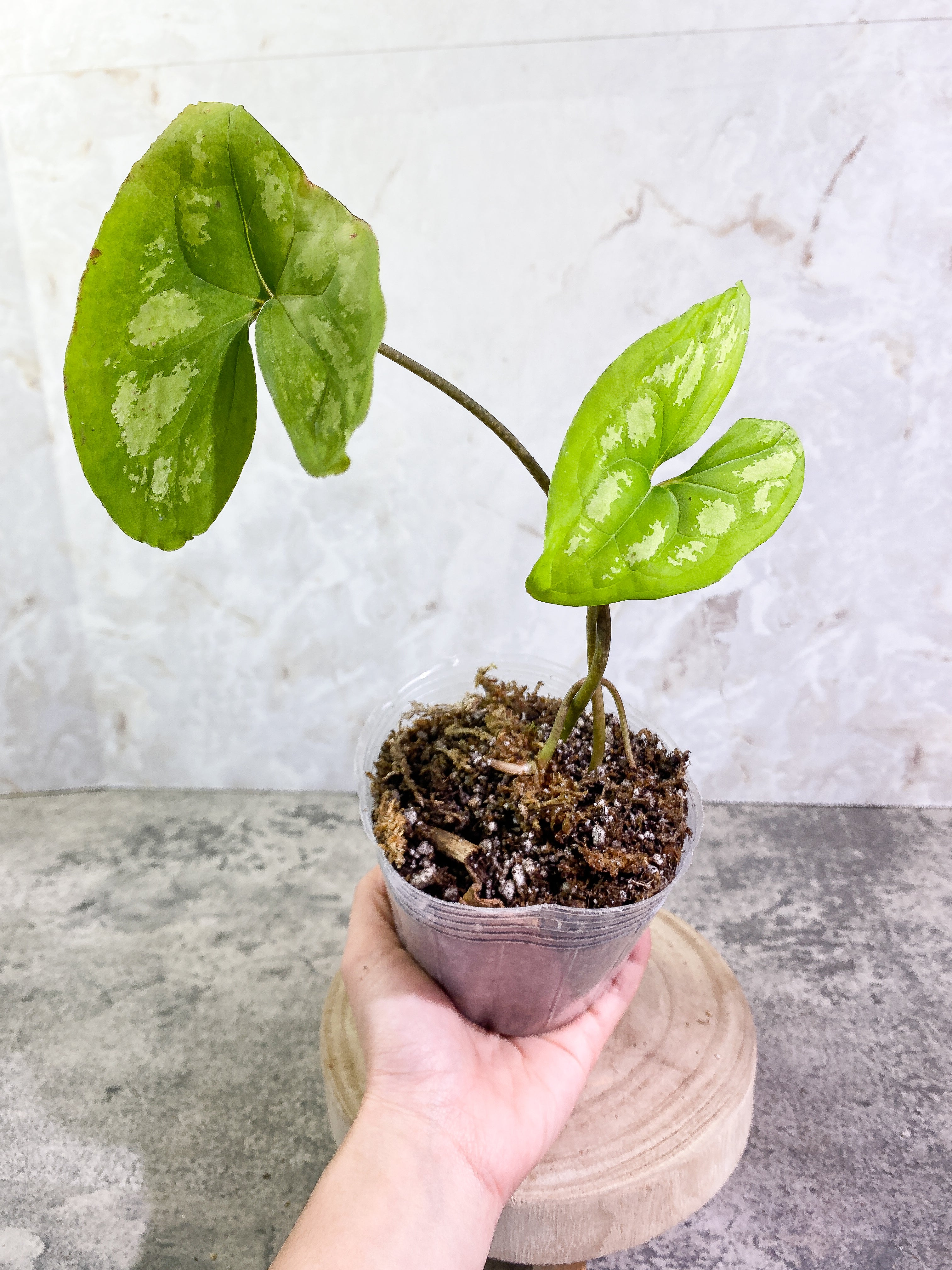Ulearum donburnsii with 2 leaves rooted
