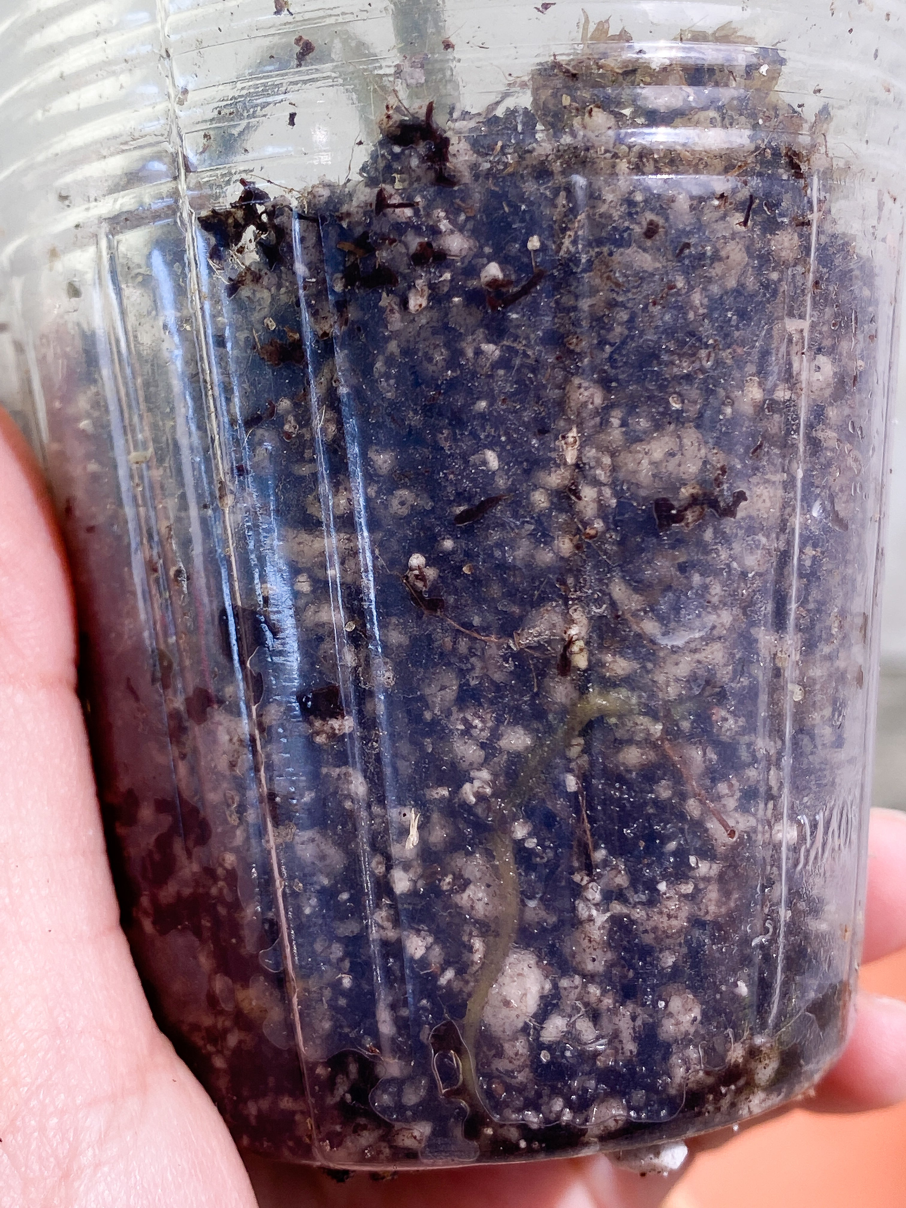 Ulearum donburnsii Rooted 1 leaf