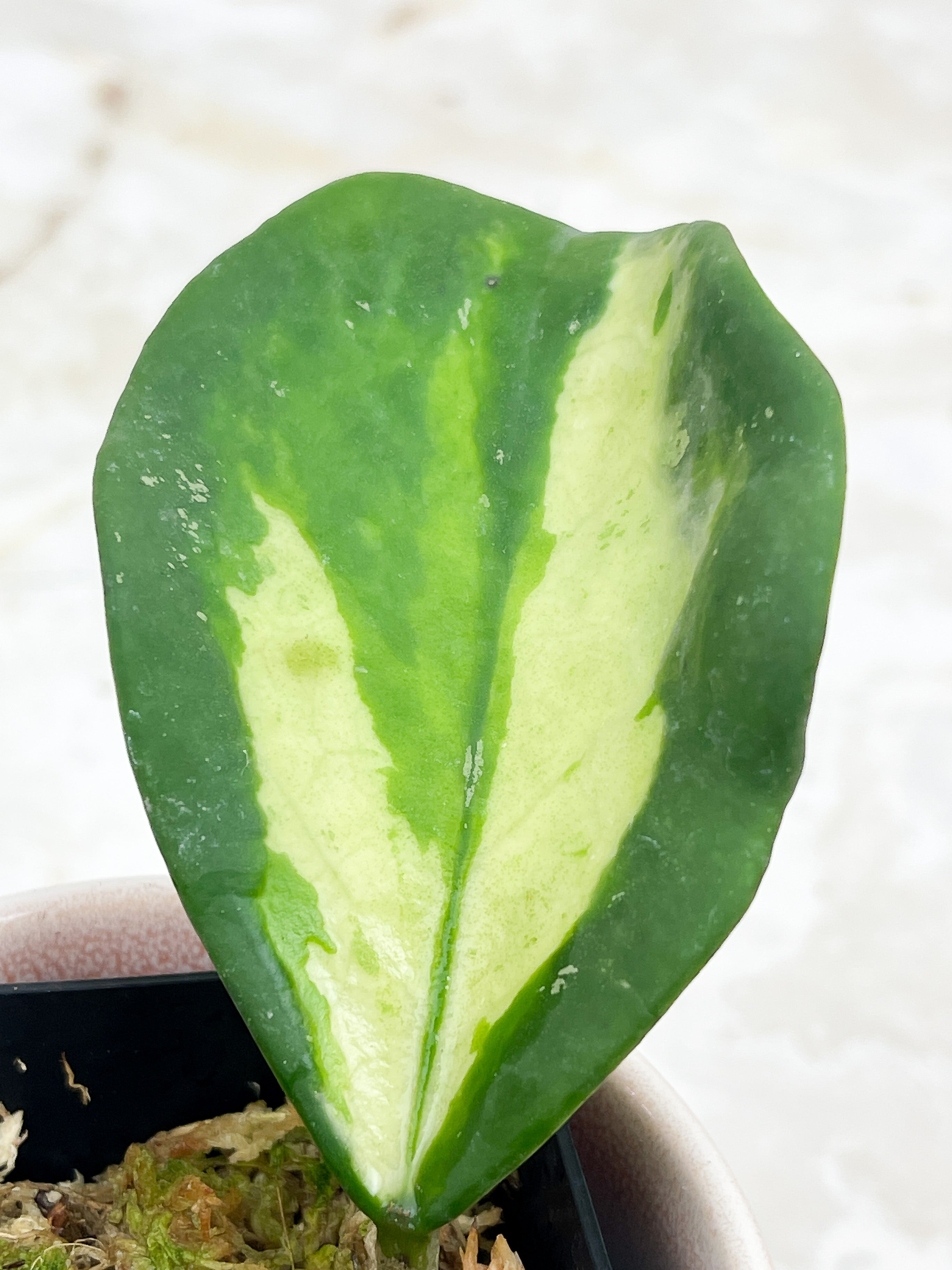 Hoya Inner Variegated Obovata Splash